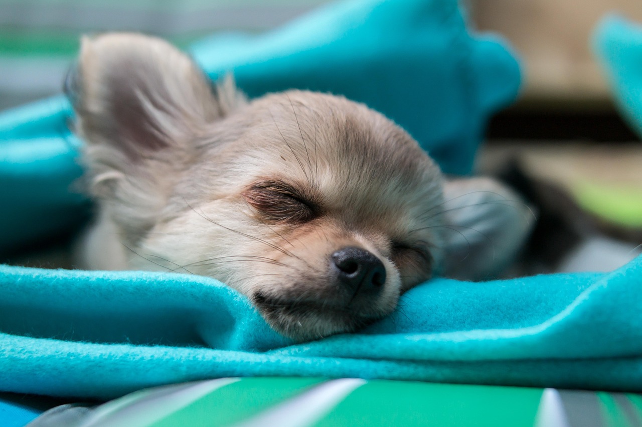 Chihuahua, Šuo, Šuniukas, Kūdikis, Miegoti, Jaunas, Chiwawa, Mielas, Mažas, Mažas Šuo