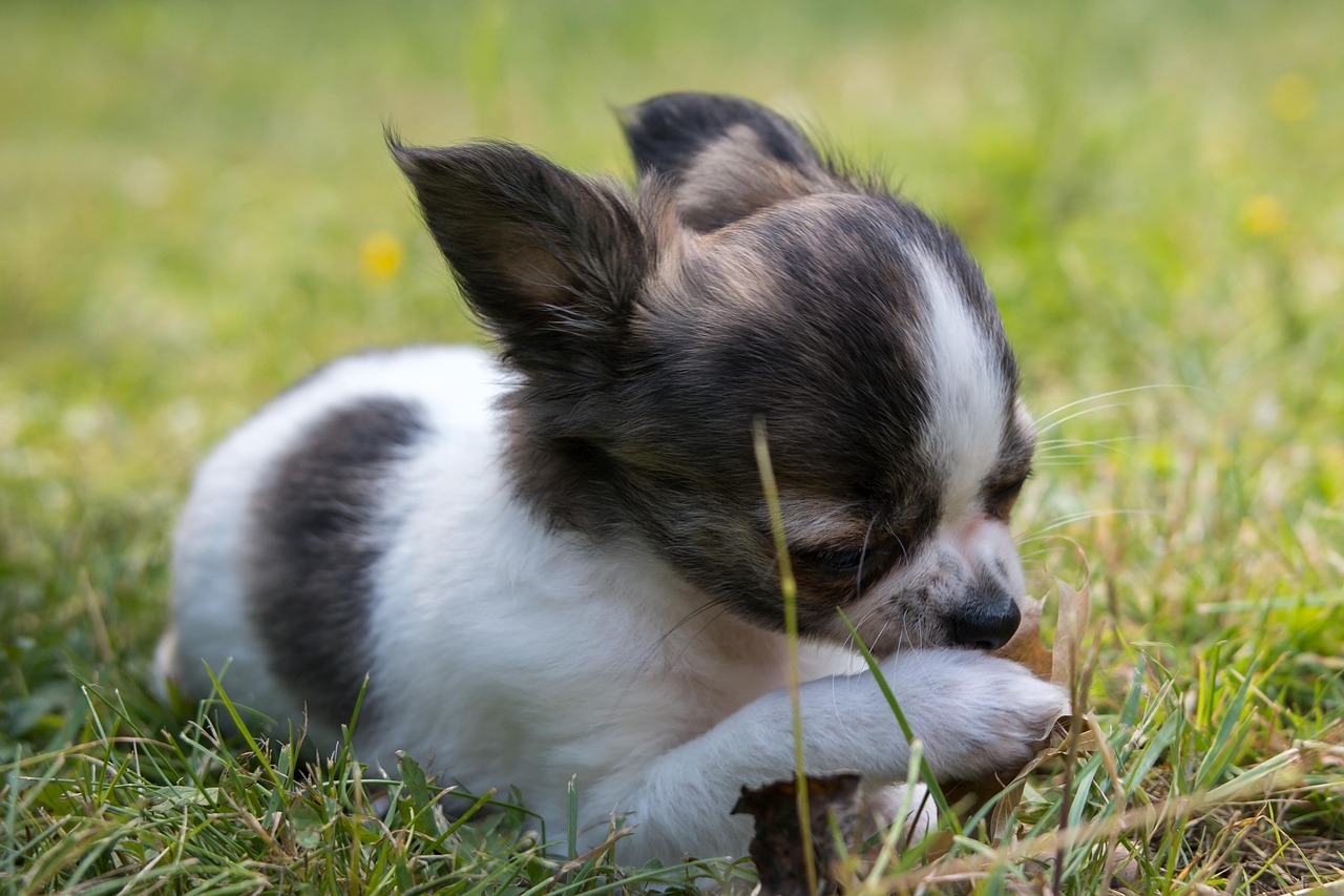 Chihuahua, Šuo, Šuniukas, Kūdikis, Ranka, Ranka, Žaisti, Jaunas, Chiwawa, Mielas