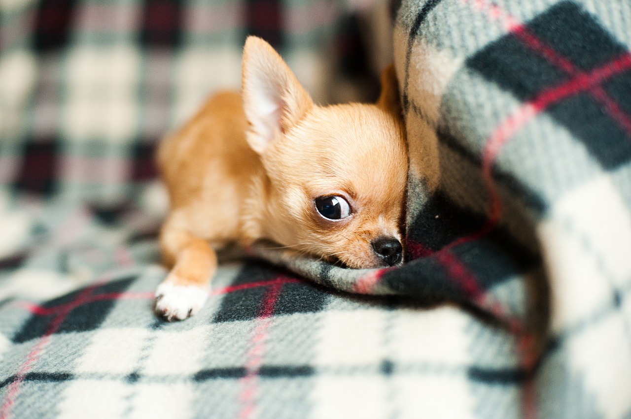 Chihuahua,  Šuniukas,  Naminis Gyvūnėlis,  Šuo,  Gyvūnas,  Mažas,  Juokinga,  Šunys,  Mielas,  Jaunas