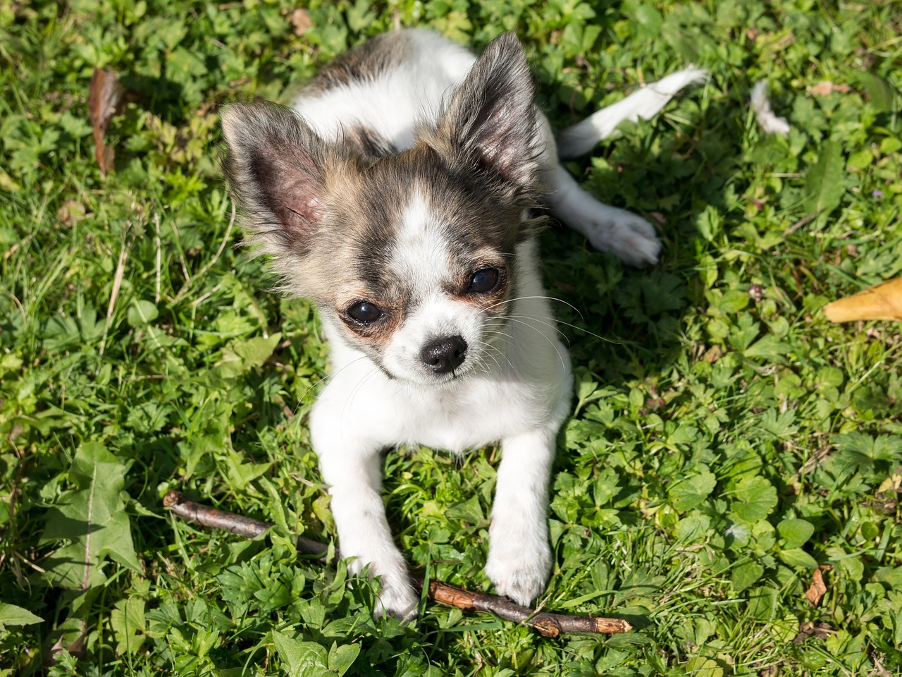 Chihuahua,  Šuo,  Šuniukas,  Kūdikis,  Žaisti,  Jaunas,  Chiwawa,  Mielas,  Mažas,  Mažas Šuo