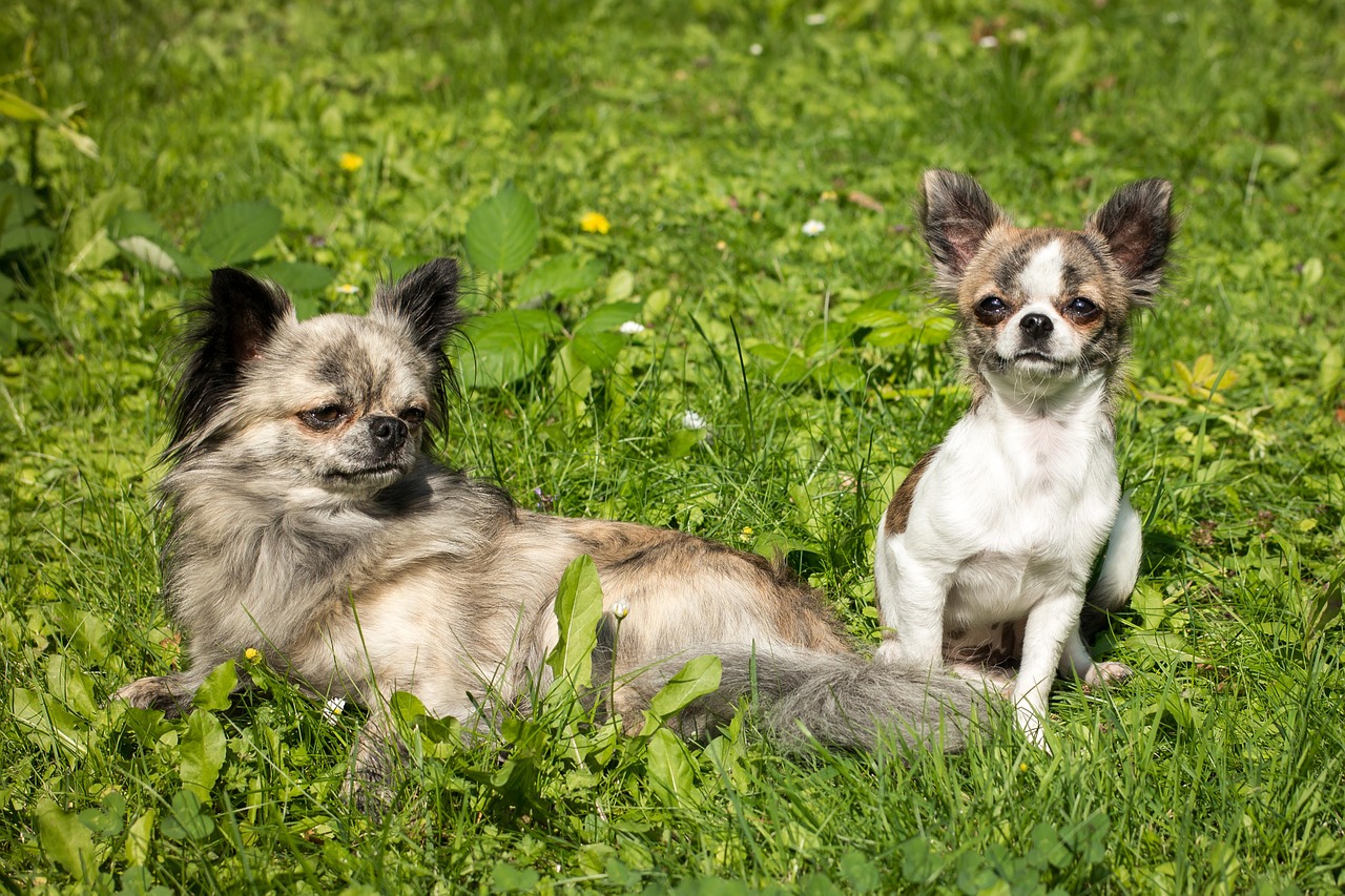 Chihuahua, Šuo, Šuniukas, Kūdikis, Žaisti, Jaunas, Chiwawa, Mielas, Mažas, Mažas Šuo