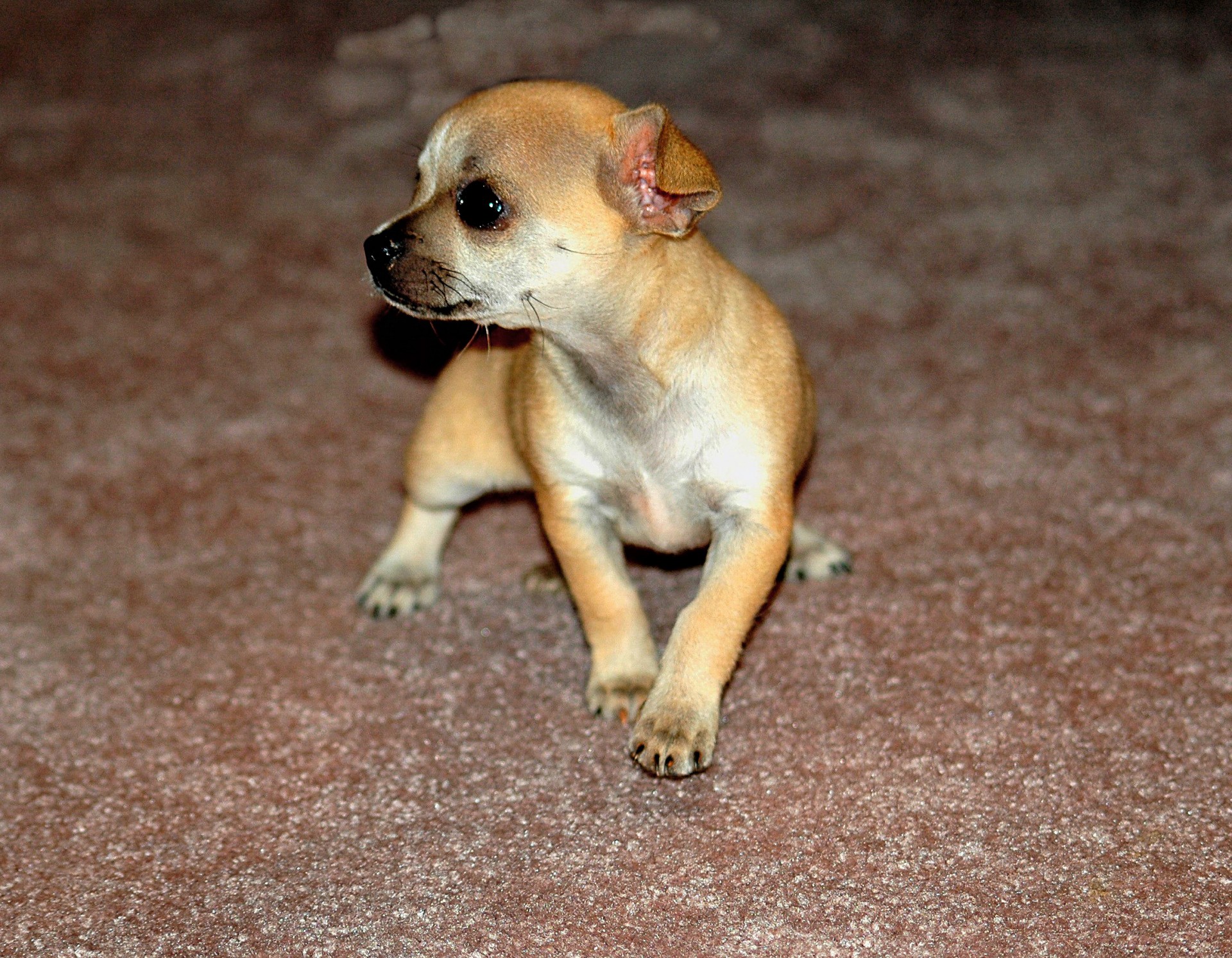 Chihuahua,  Šuo,  Šuniukas,  Veislė,  Naminis Gyvūnėlis,  Mielas,  Mažas,  Žaislas,  Blondinė & Nbsp,  Spalva