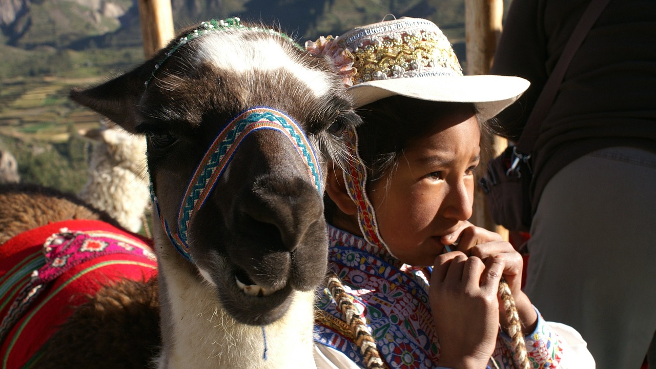 Vaikas, Lama, Peru, Nemokamos Nuotraukos,  Nemokama Licenzija