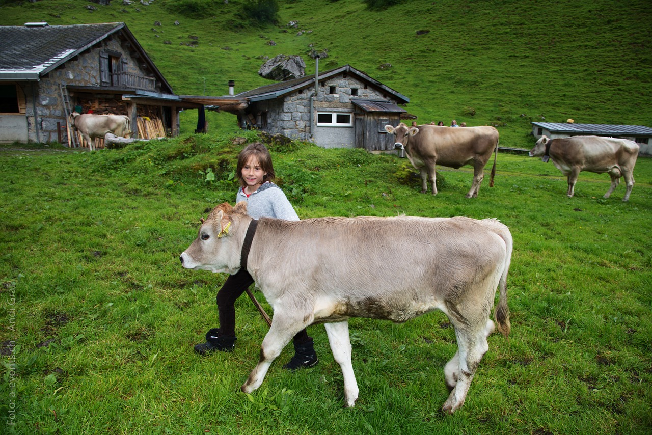 Vaikas, Veršelis, Alpių Ganyklos, Karvė, Šveicarija, Glarus Kantonas, Glarus, Karvės, Alp, Oberblegisee