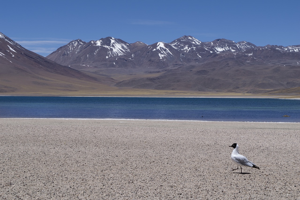 Čile, Atacama, Ugnikalniai, Dykuma, Laguna, Ave, Aukštis, Taika, Kelionė, Nemokamos Nuotraukos