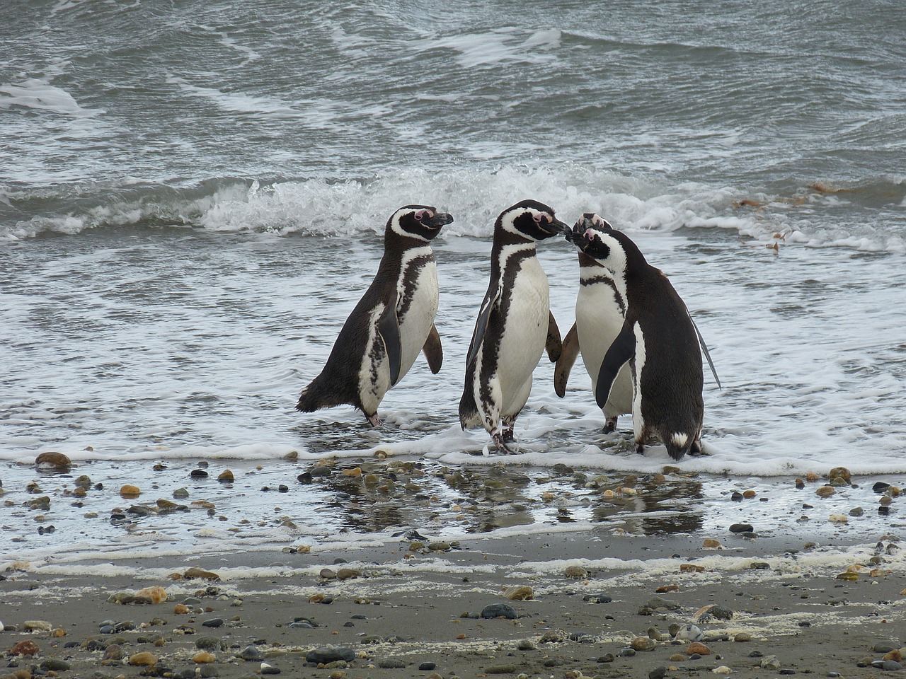 Čile, Pietų Amerika, Patagonia, Puntarenas, Pingvinas, Jūra, Vandenynas, Magellanpinguin, Grupė, Gyvūnas