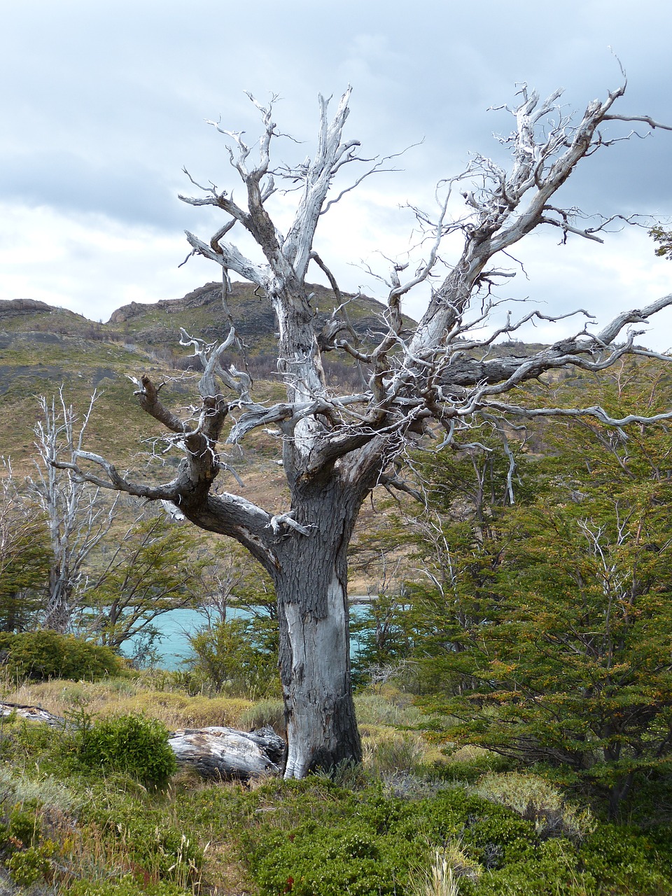 Čile, Pietų Amerika, Patagonia, Kraštovaizdis, Gamta, Torres Del Paine, Nacionalinis Parkas, Unesco, Kalnai, Medis