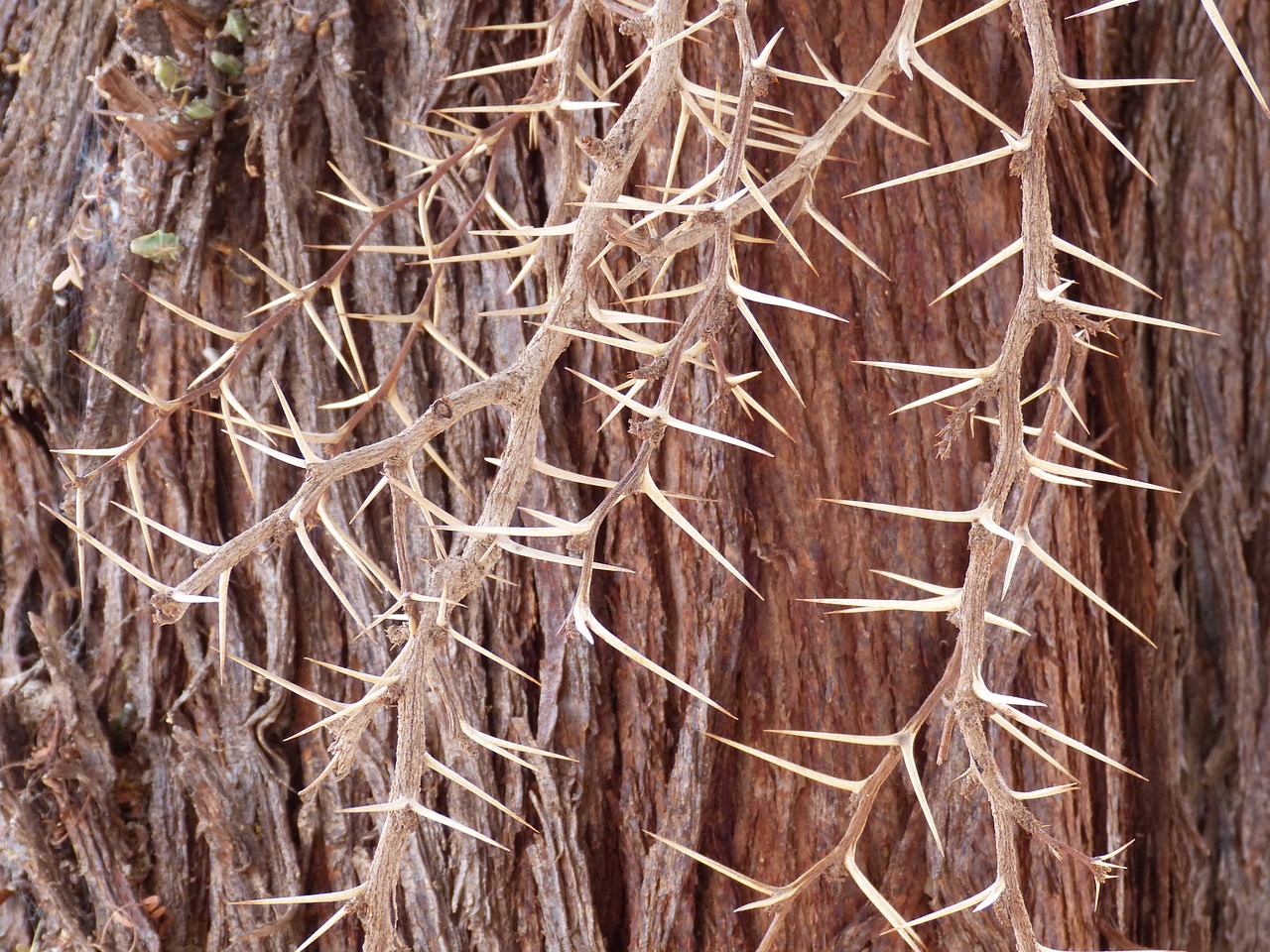 Čile, Pietų Amerika, Atacama, Dykuma, San Pedro De Atacama, San Pedro, Acacia, Medis, Filialas, Erškėčių