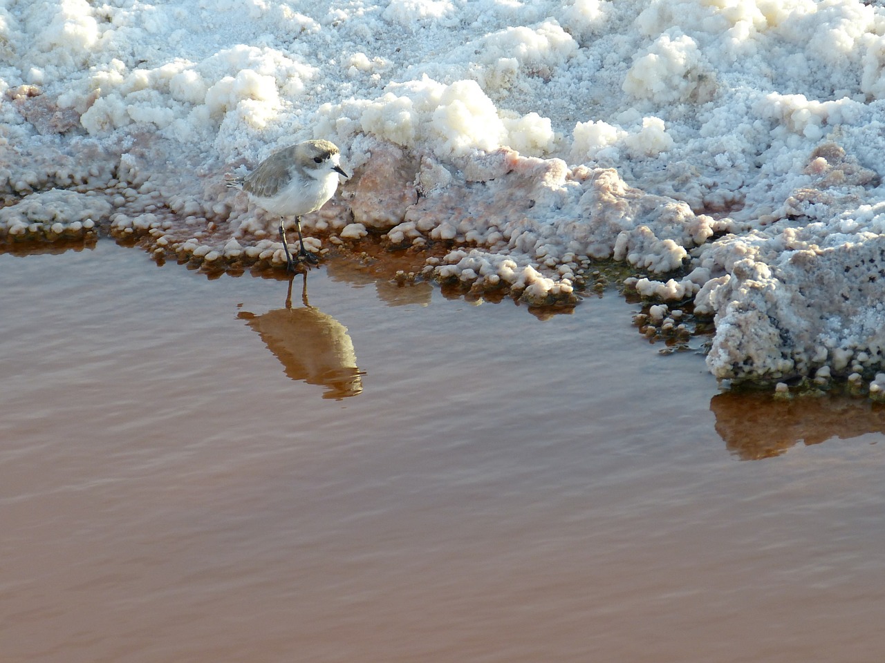 Čile, Pietų Amerika, Atacama, San Pedro De Atacama, San Pedro, Druska, Druskos Ežeras, Kristalas, Paukštis, Veidrodis