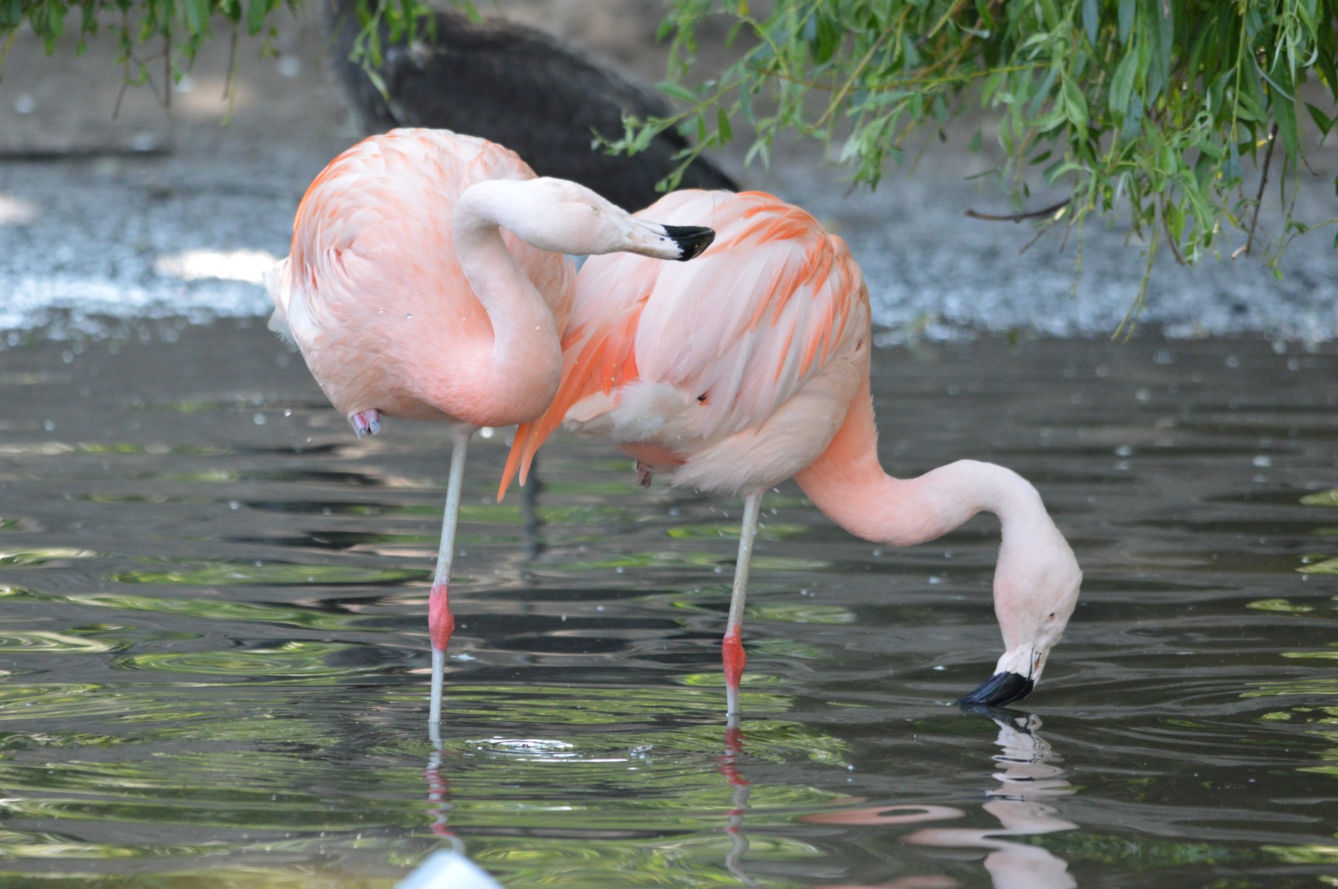 Flamingo,  Rožinis,  Paukštis,  Zoologijos Sodas,  Artis,  Holland,  Amsterdamas,  Vanduo,  Gamta,  Gyvūnas