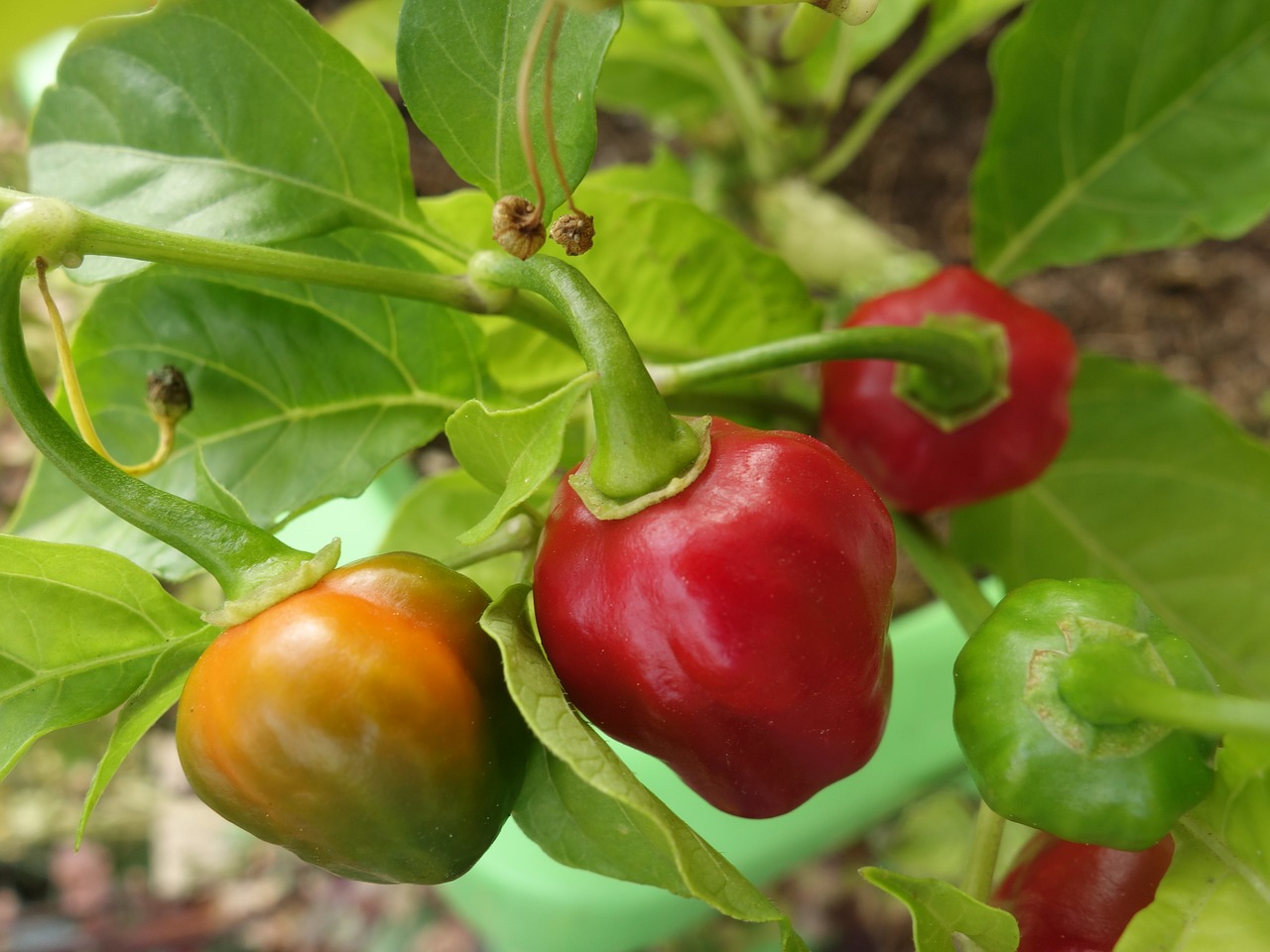 Čili Pipiras, Augalas, Capsicum Chinense, Habanero, Aštrus, Prieskoniai, Raudona, Nemokamos Nuotraukos,  Nemokama Licenzija