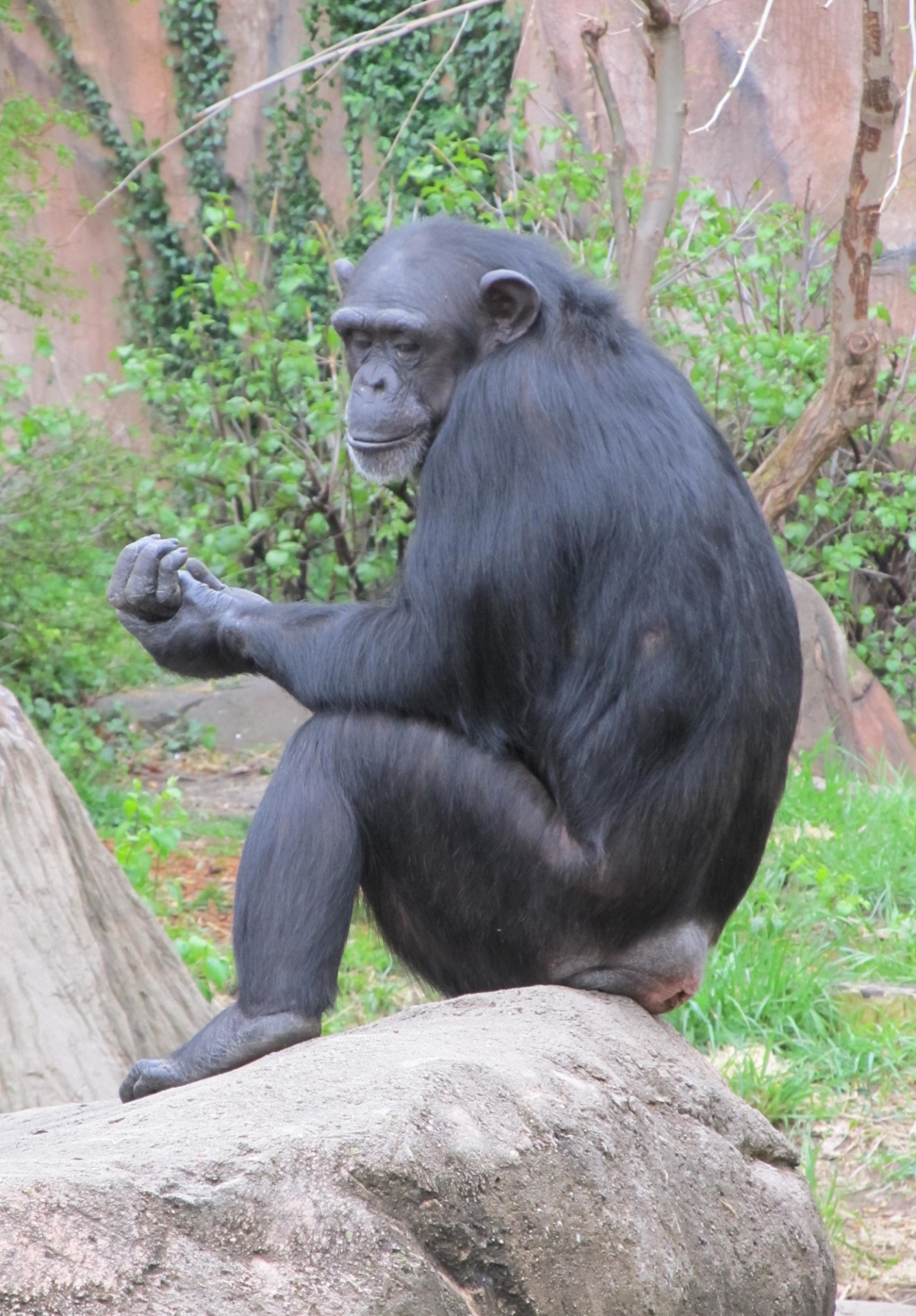 Šimpanzė,  Beždžionė,  Šimpanzė,  Žinduolis,  Gyvūnas,  Zoologijos Sodas,  Gaubtas,  Portretas,  Žiūri,  Fonas