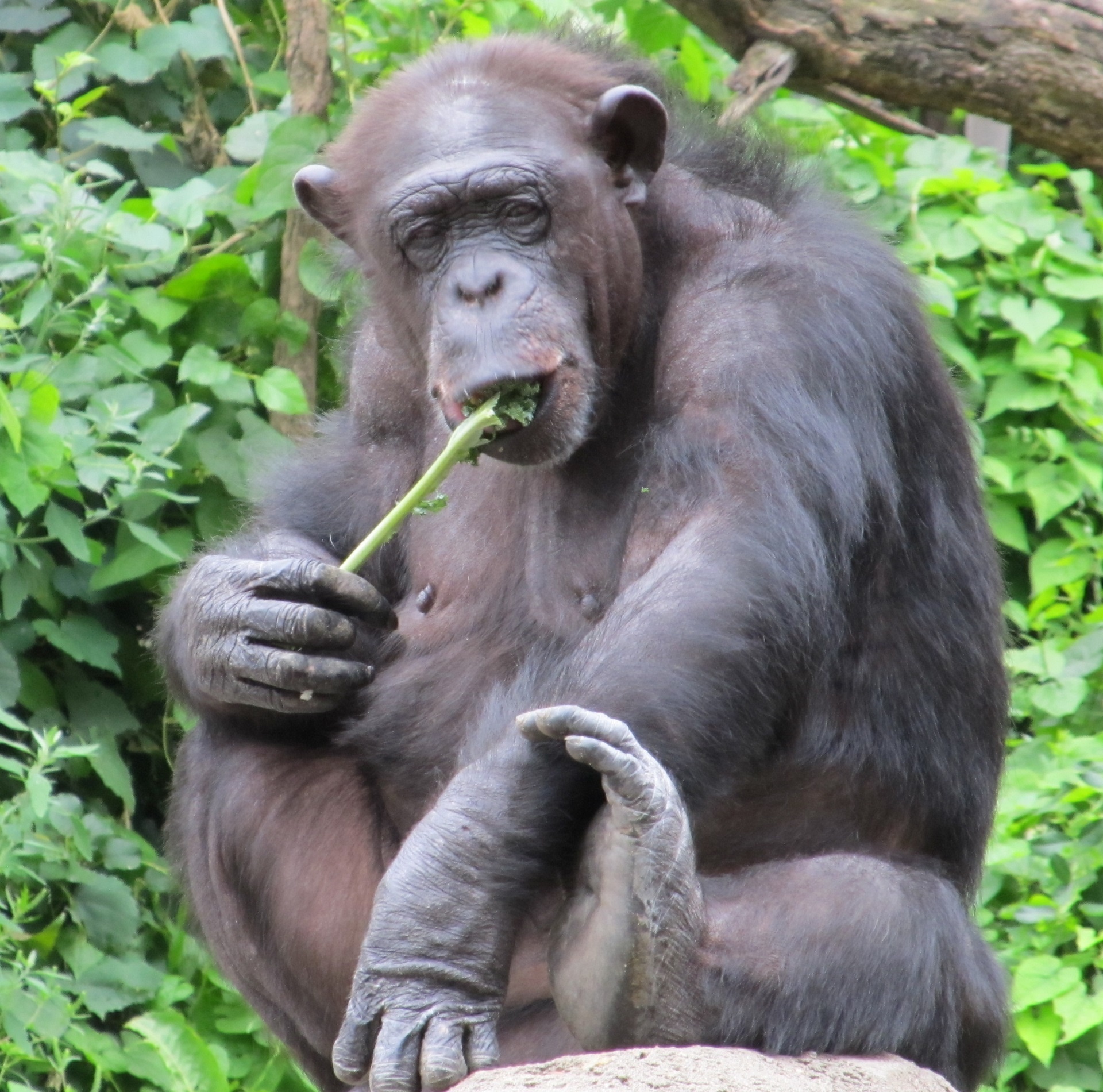 Šimpanzė,  Beždžionė,  Šimpanzė,  Gyvūnas,  Sėdi,  Žinduolis,  Portretas,  Primatas,  Zoologijos Sodas,  Laukinė Gamta