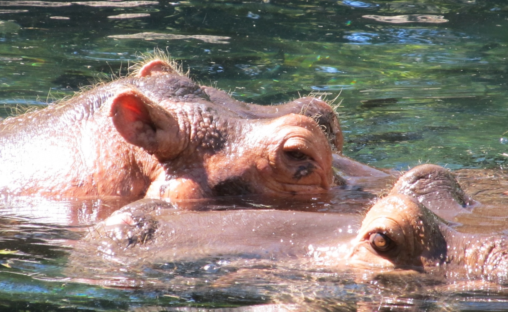 Pelėnas,  Hippo,  Du,  Pora,  Portretas,  Vanduo,  Didelis,  Laukinė Gamta,  Gamta,  Galva