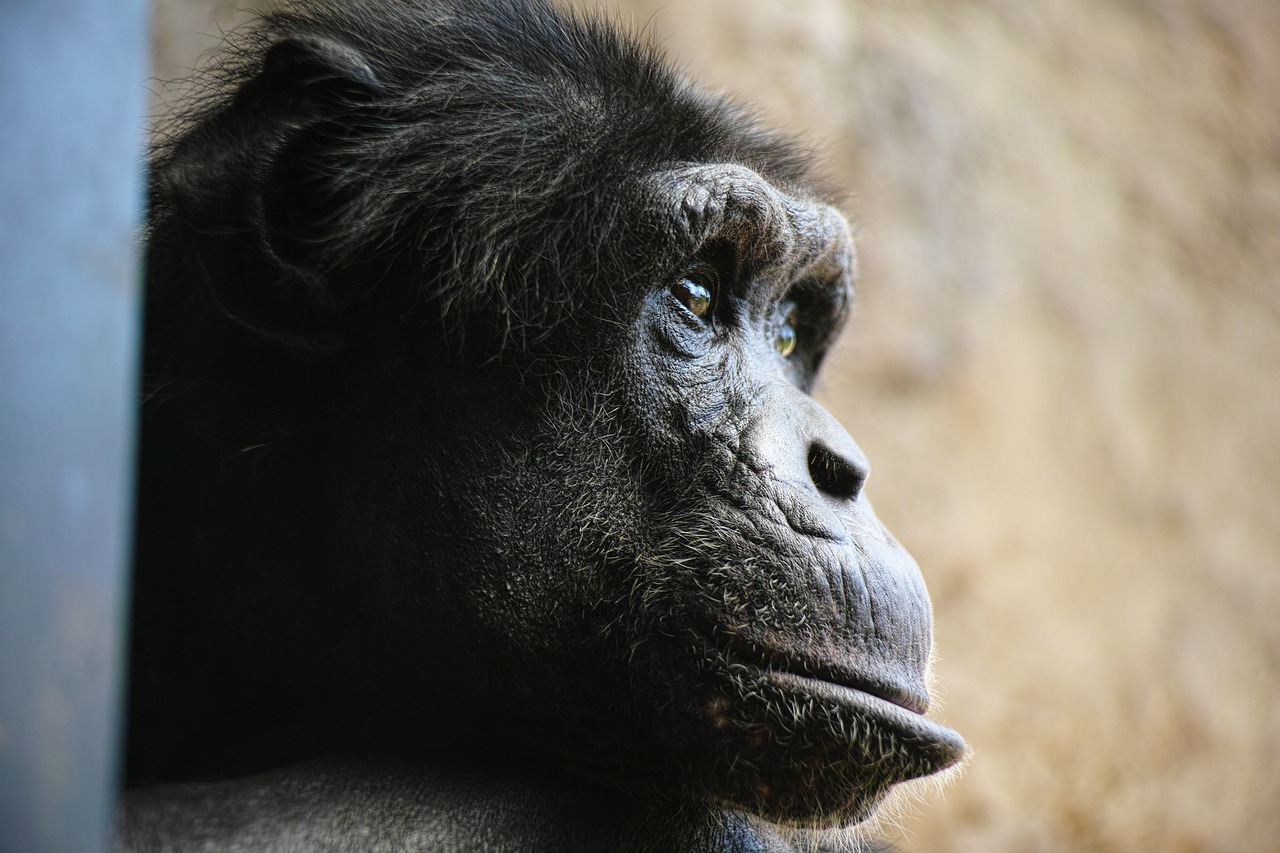 Šimpanzė, Beždžionė, Veidas, Profilis, Veido Išraiškos, Nemokamos Nuotraukos,  Nemokama Licenzija