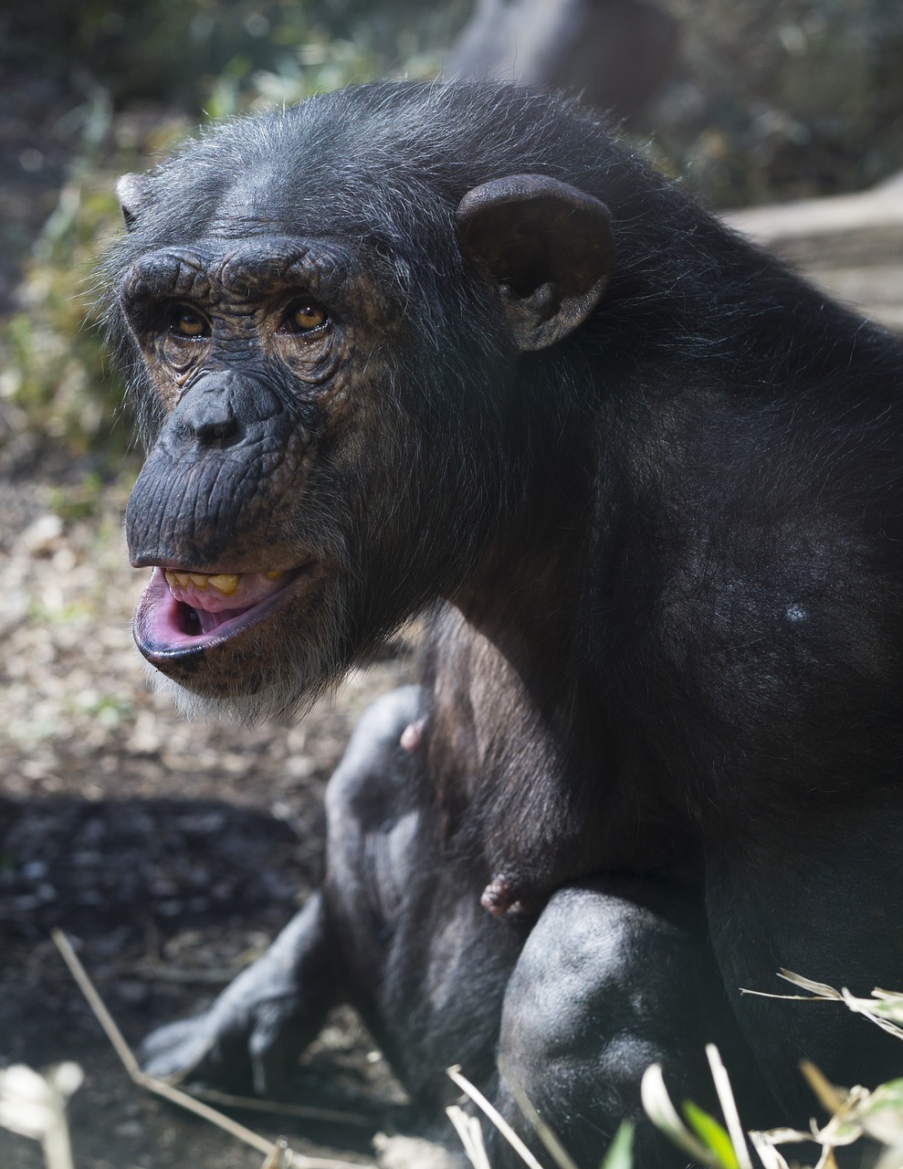 Chimp,  Zoo,  Beždžionė,  Primatų,  Ape,  Gyvūnas,  Šimpanzė,  Žinduolis, Nemokamos Nuotraukos,  Nemokama Licenzija