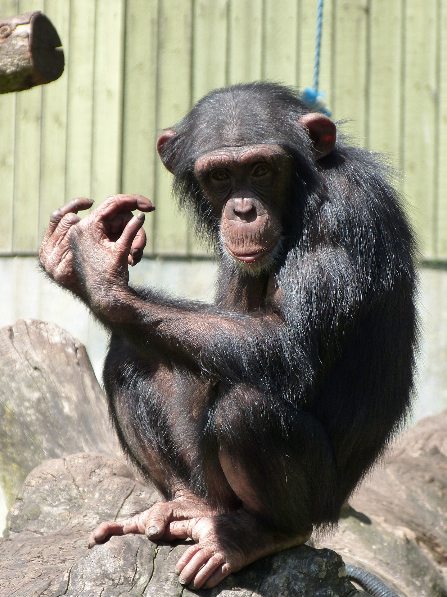 Šimpanzė,  Zoologijos Sodas,  Beždžionė,  Šimpanzė, Nemokamos Nuotraukos,  Nemokama Licenzija