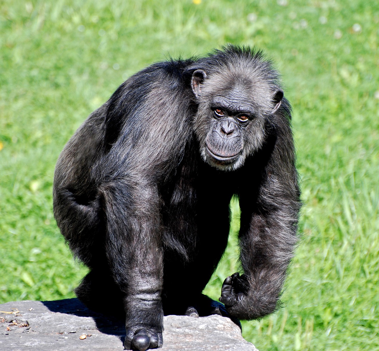 Šimpanzė, Gyvūnas, Beždžionės, Gorila, Žinduolis, Turizmas, Kelionė, Laukinė Gamta, Zoologijos Sodas, Zoologijos