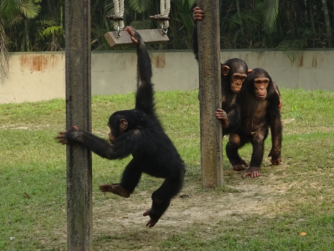 Šimpanzė, Ape, Primatas, Laukinė Gamta, Šimpanzė, Žinduolis, Zoologijos Sodas, Kolkata, Indija, Nemokamos Nuotraukos