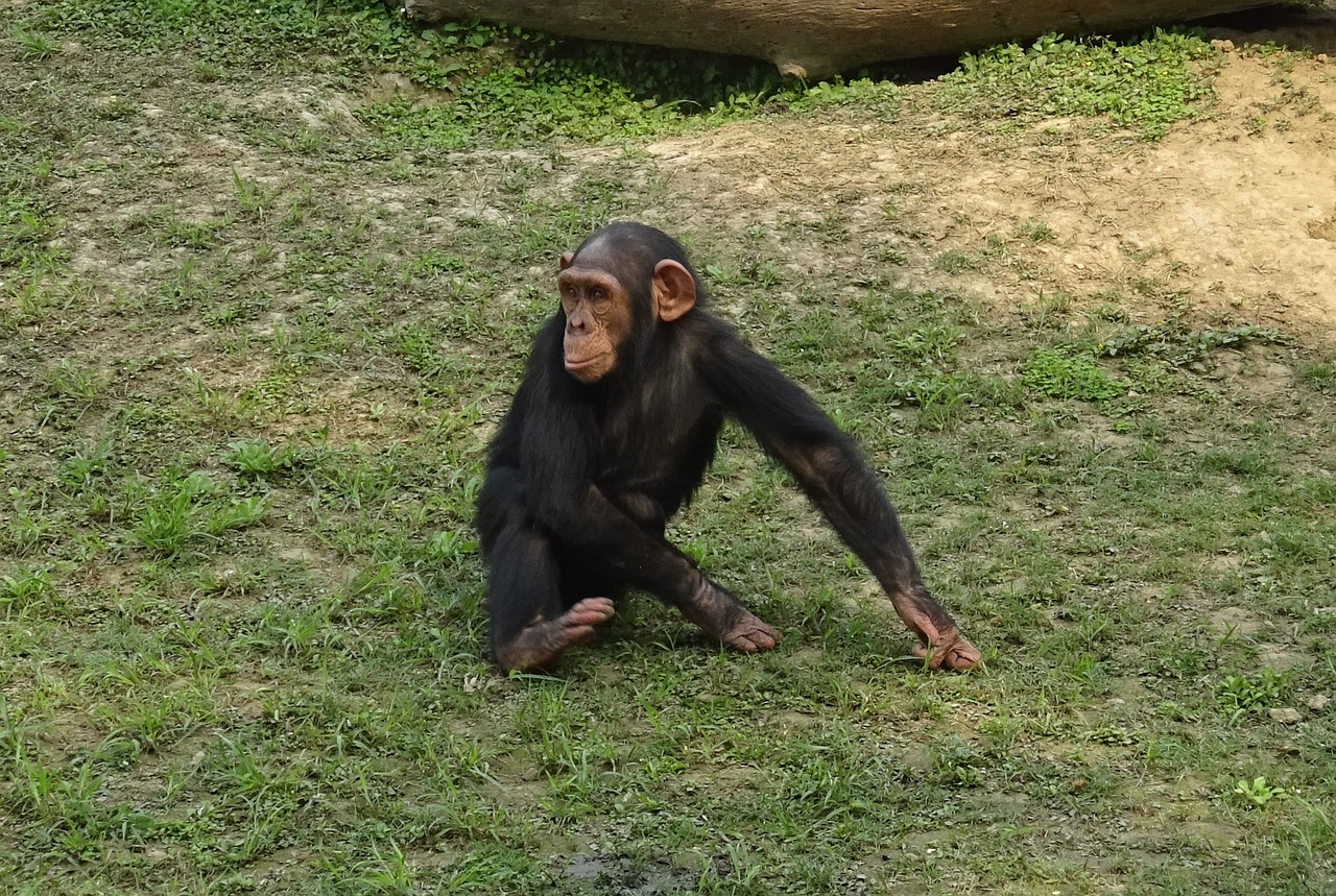 Šimpanzė, Ape, Primatas, Laukinė Gamta, Šimpanzė, Žinduolis, Zoologijos Sodas, Kolkata, Indija, Nemokamos Nuotraukos