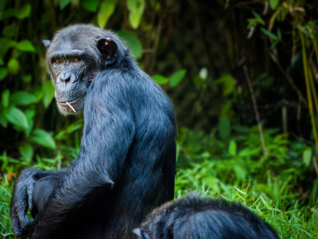 Šimpanzė, Beždžionė, Ape, Vaizdas, Nemokamos Nuotraukos,  Nemokama Licenzija