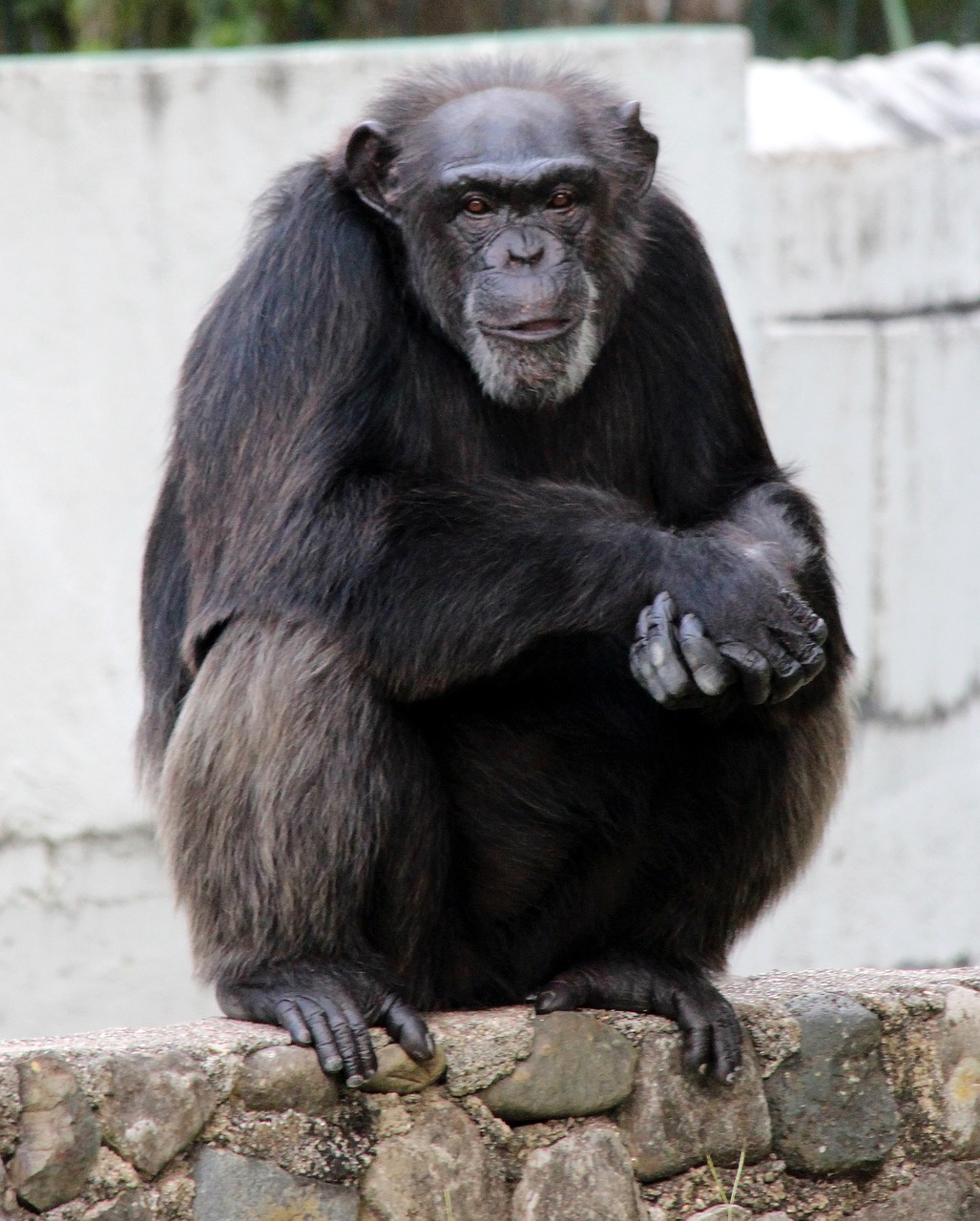 Šimpanzė, Pirmenybė, Beždžionė, Sėdi, Vaizdas, Gyvūnas, Zoologijos Sodas, Peržiūros, Nemokamos Nuotraukos,  Nemokama Licenzija