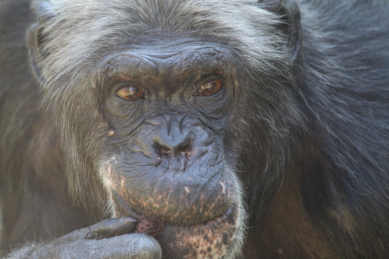 Šimpanzė, Žinduolis, Zoologijos Sodas, Nemokamos Nuotraukos,  Nemokama Licenzija