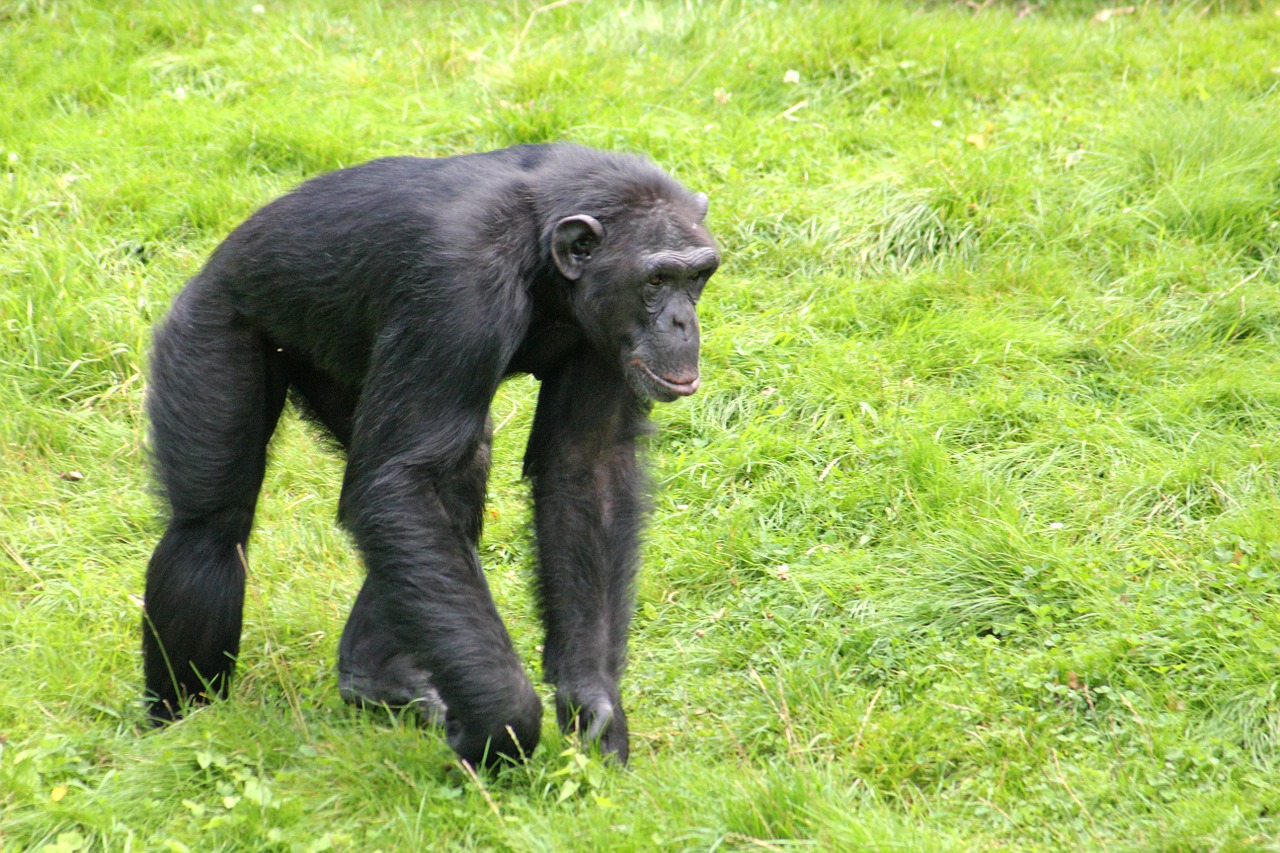 Šimpanzė, Beždžionė, Zoologijos Sodas, Primatas, Juoda, Kailis, Žinduolis, Nemokamos Nuotraukos,  Nemokama Licenzija