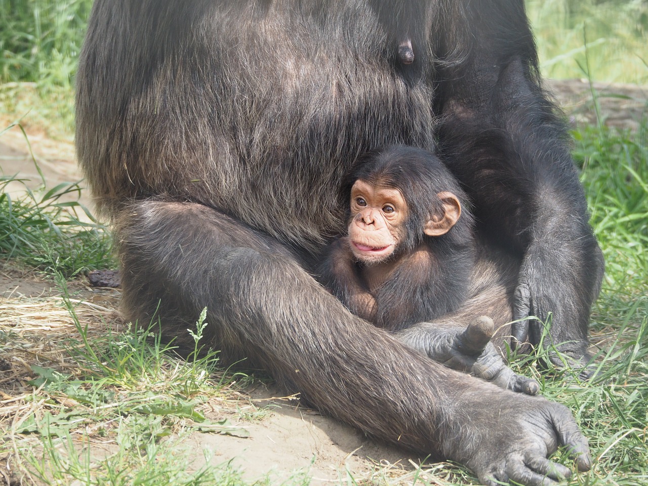 Šimpanzė, Kūdikis, Beždžionė, Motina, Apsaugoti, Nemokamos Nuotraukos,  Nemokama Licenzija