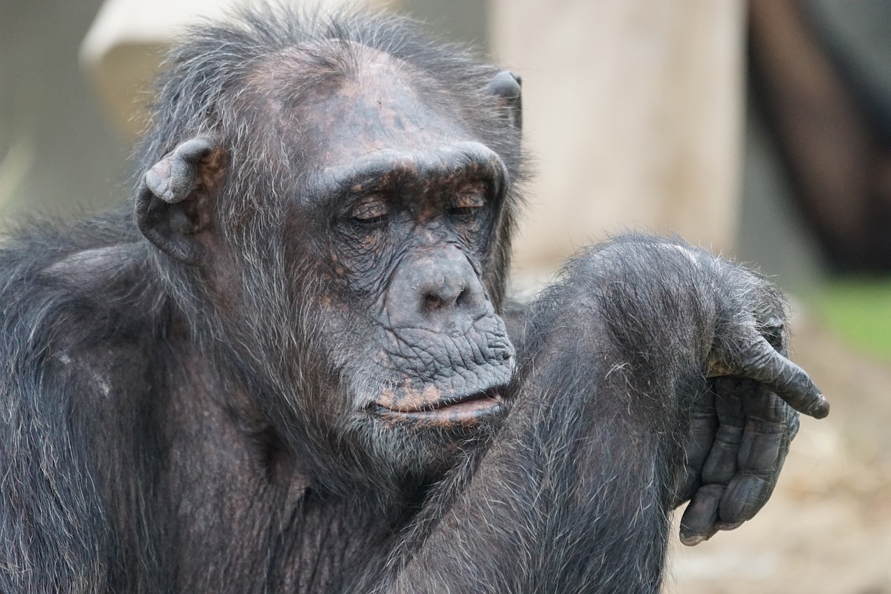 Šimpanzė, Žinduolis, Pavojingas, Nemokamos Nuotraukos,  Nemokama Licenzija