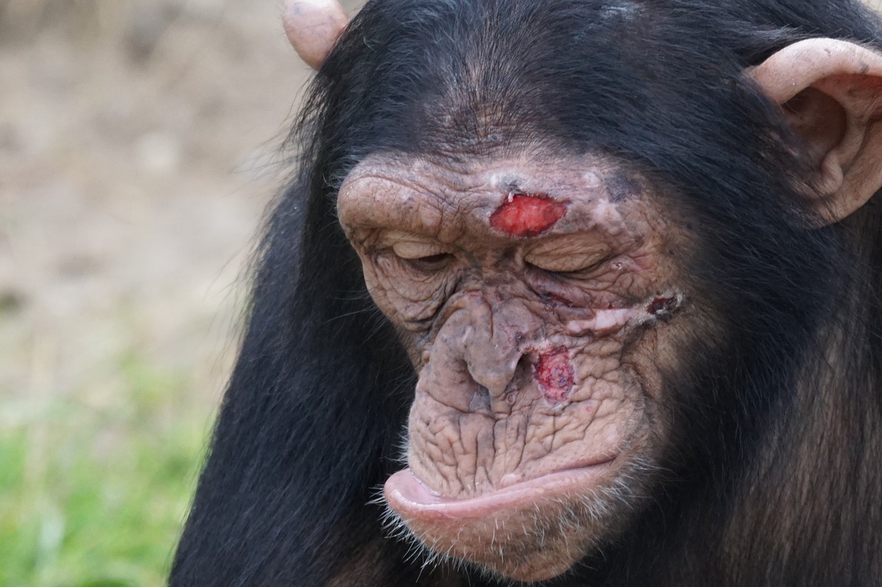 Šimpanzė, Žinduolis, Sužalojimas, Pavojingas, Nemokamos Nuotraukos,  Nemokama Licenzija