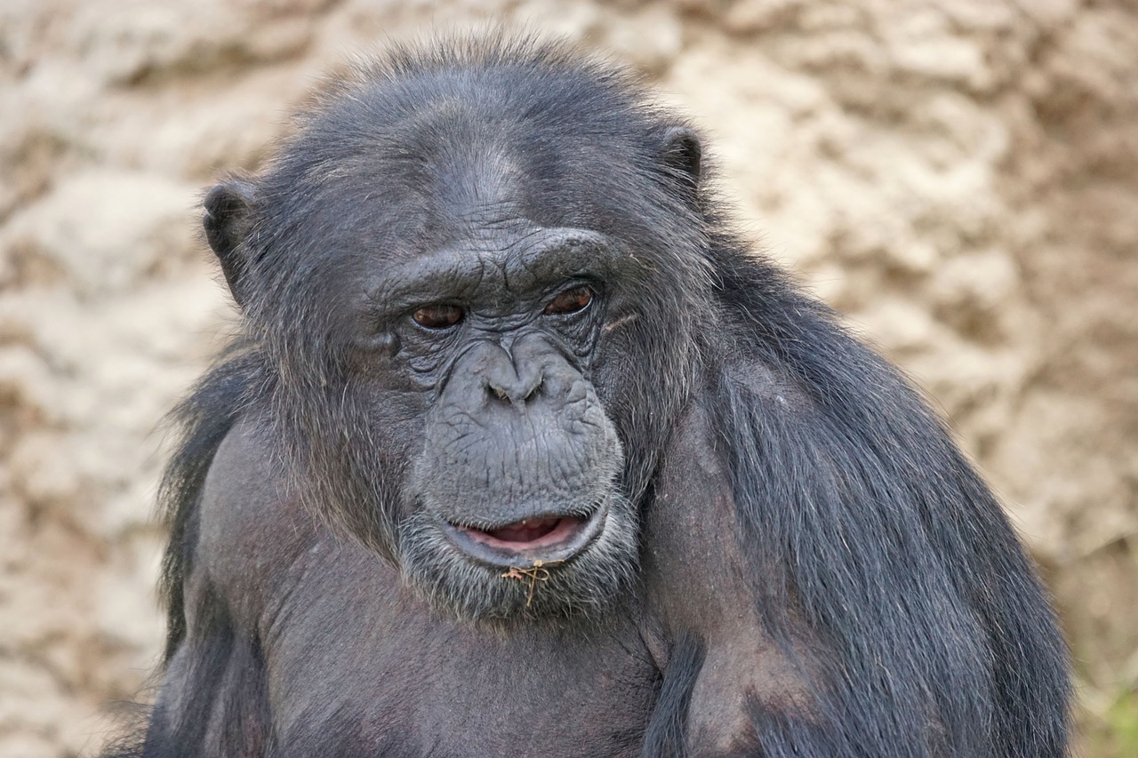Šimpanzė, Žinduolis, Pavojingas, Nemokamos Nuotraukos,  Nemokama Licenzija