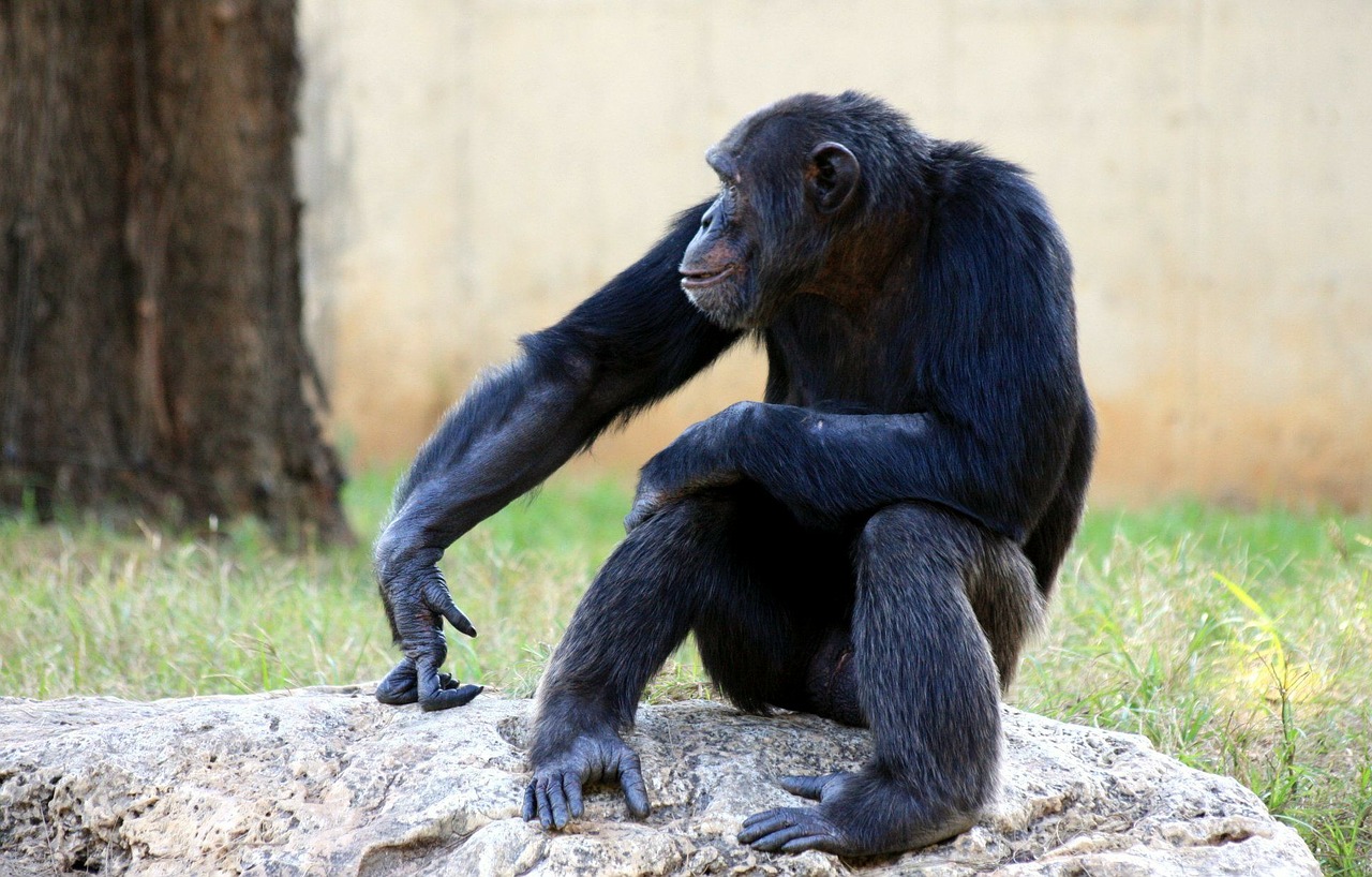 Šimpanzė, Beždžionė, Beždžionės, Sėdi, Laukinė Gamta, Žinduolis, Primatas, Džiunglės, Safari, Natūralus