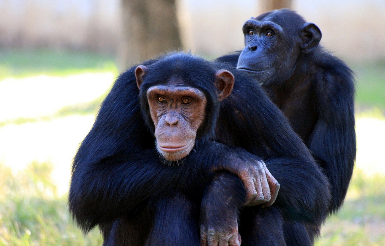 Šimpanzė, Beždžionė, Beždžionės, Sėdi, Laukinė Gamta, Žinduolis, Primatas, Džiunglės, Safari, Natūralus