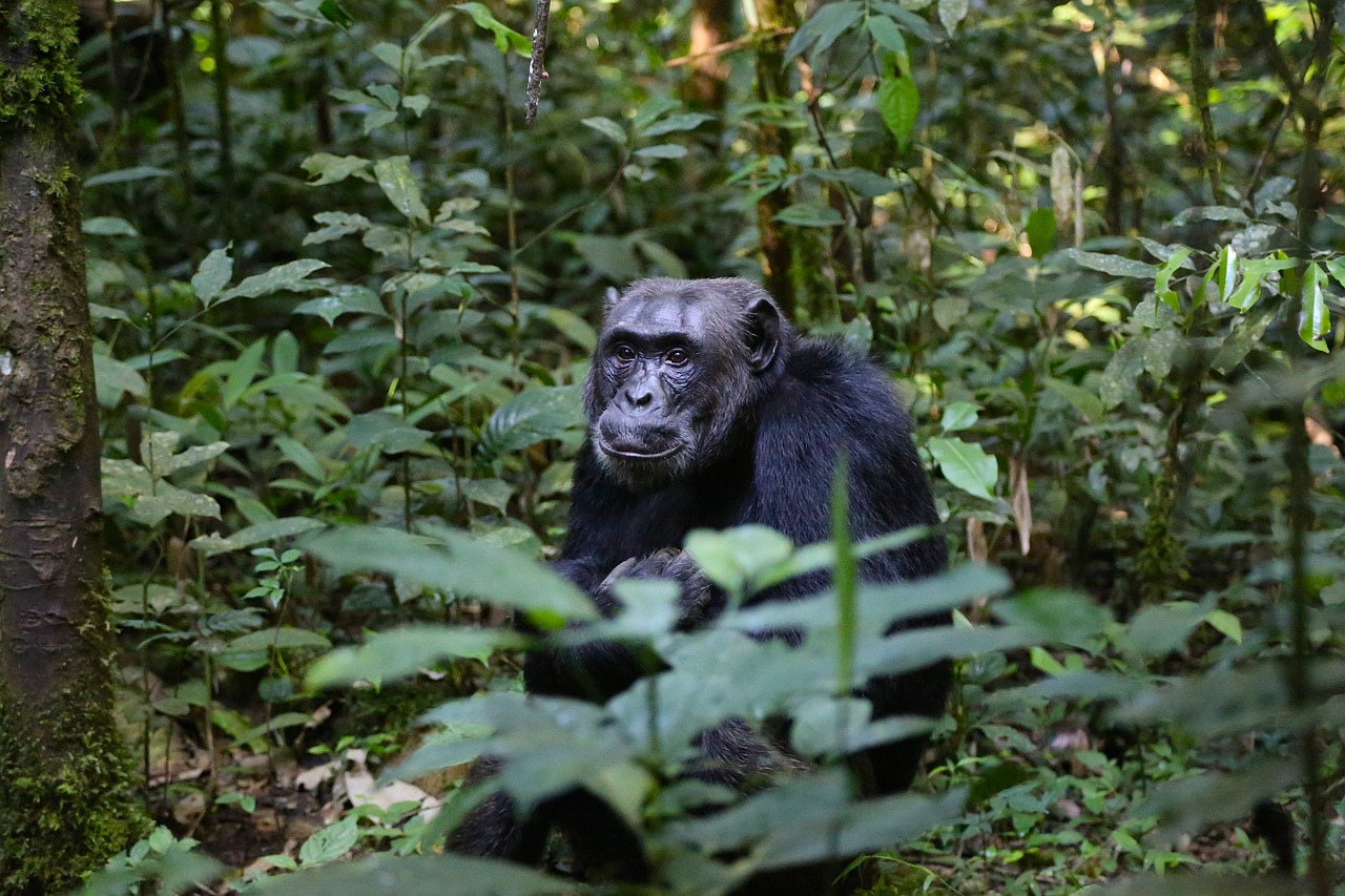 Šimpanzė, Uganda, Beždžionė, Nemokamos Nuotraukos,  Nemokama Licenzija