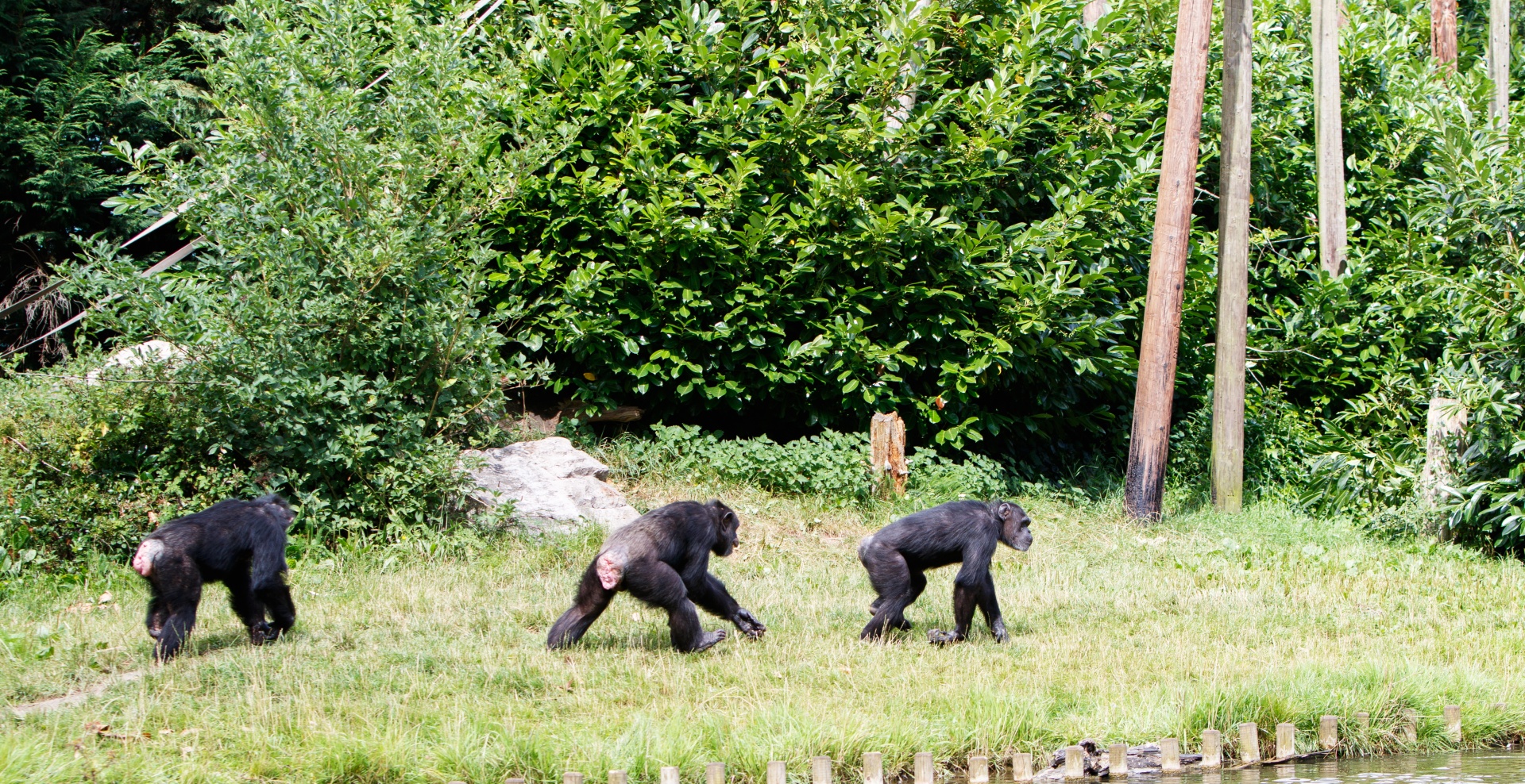 Šimpanzė,  Šimpanzės,  Šimpanzė,  Šimpanzės,  Trys,  Vaikščioti,  Primatas,  Primatai,  Beždžionė,  Beždžionės