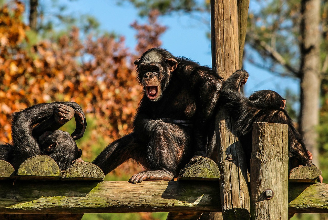 Šimpanzės, Šimpanzės, Šimpanzių Šeimos, Beždžionės, Hominidae, Gyvūnas, Laukinė Gamta, Laukiniai, Zoologija, Žinduolis