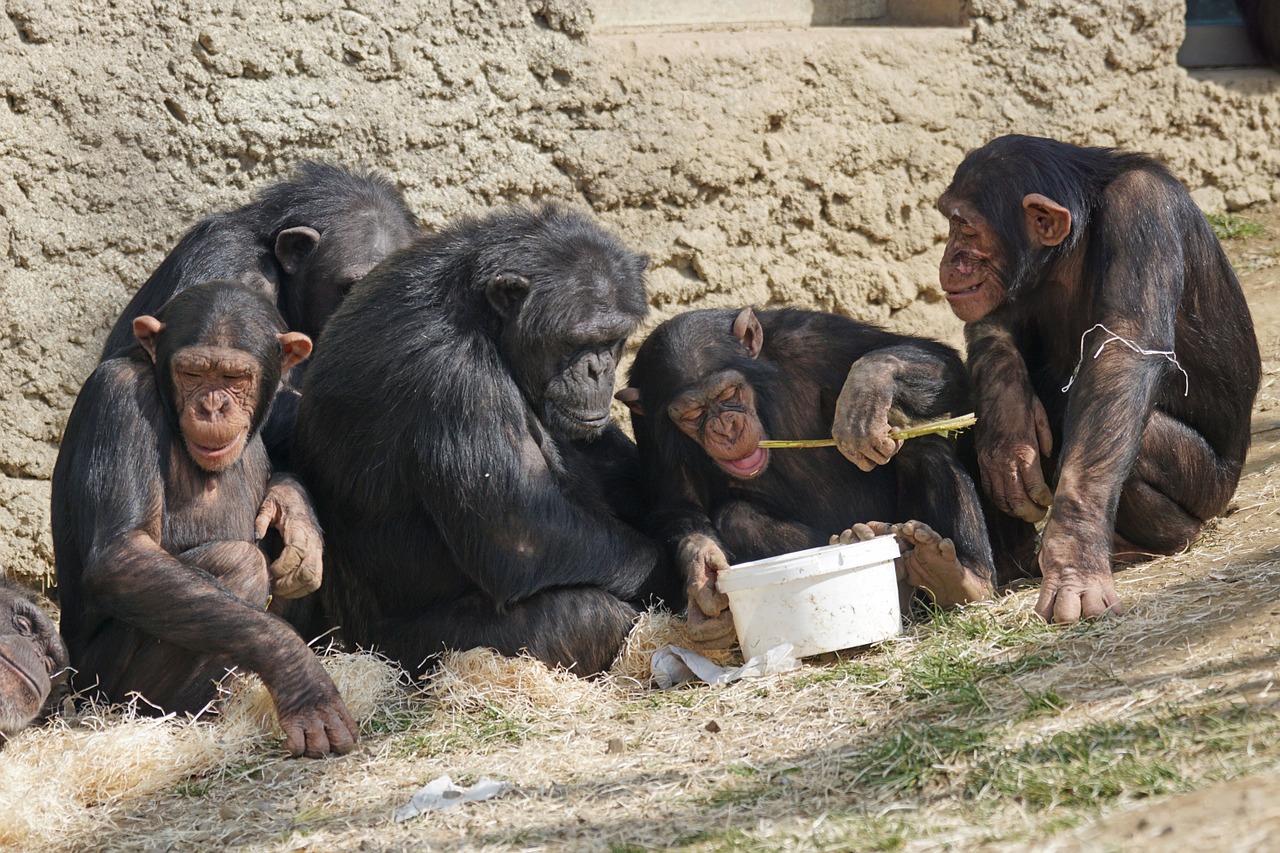 Šimpanzės, Primatai, Beždžionės, Atsipalaiduoti, Jaukus, Padaras, Atsipalaidavęs, Šeima, Žinduolis, Gyvūnai