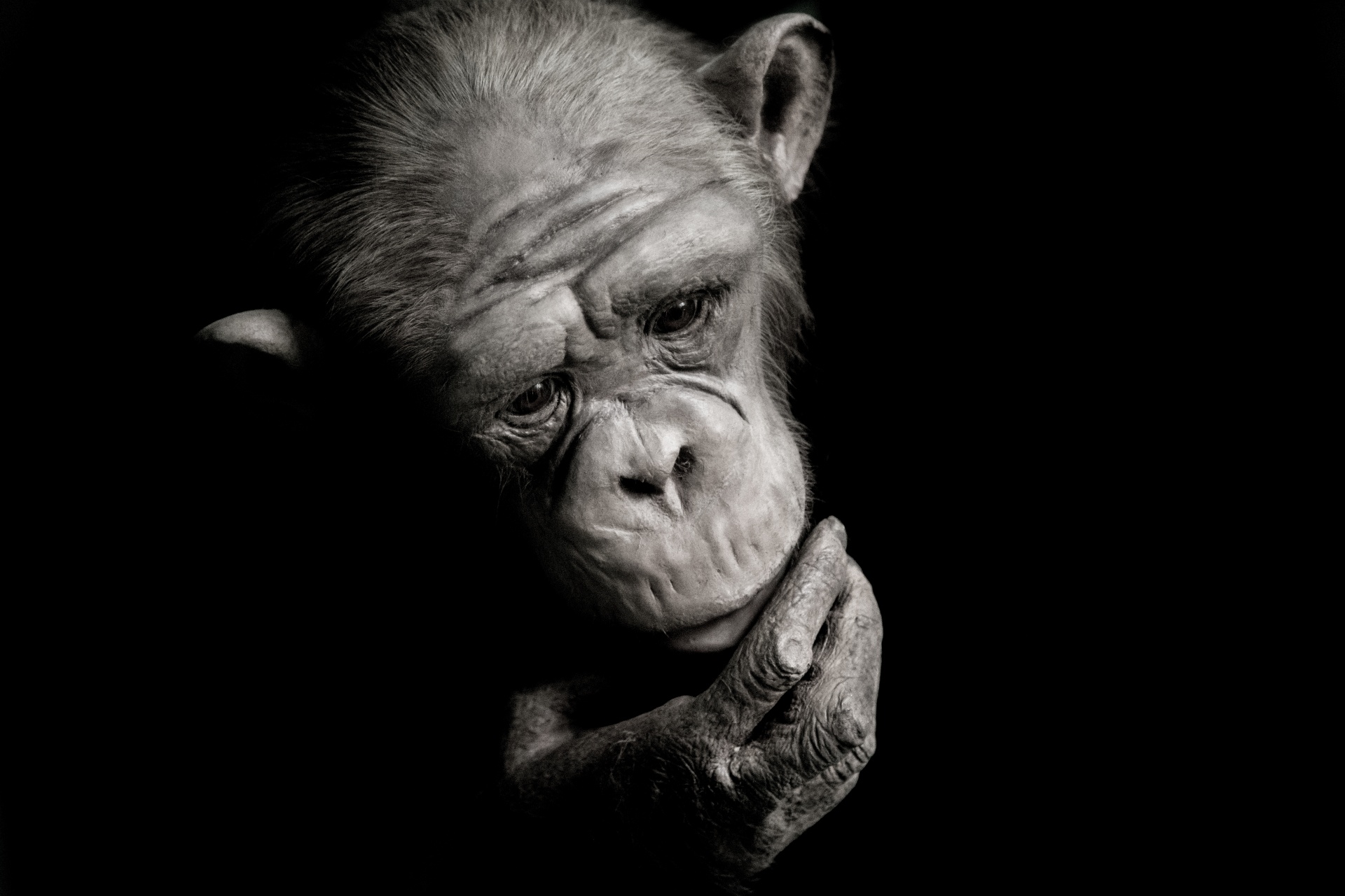 Gyvūnas,  Ape,  Juoda,  Šimpanzė,  Šimpanzė,  Veidas,  Gorila,  Guazera,  Beždžionė,  Gamta