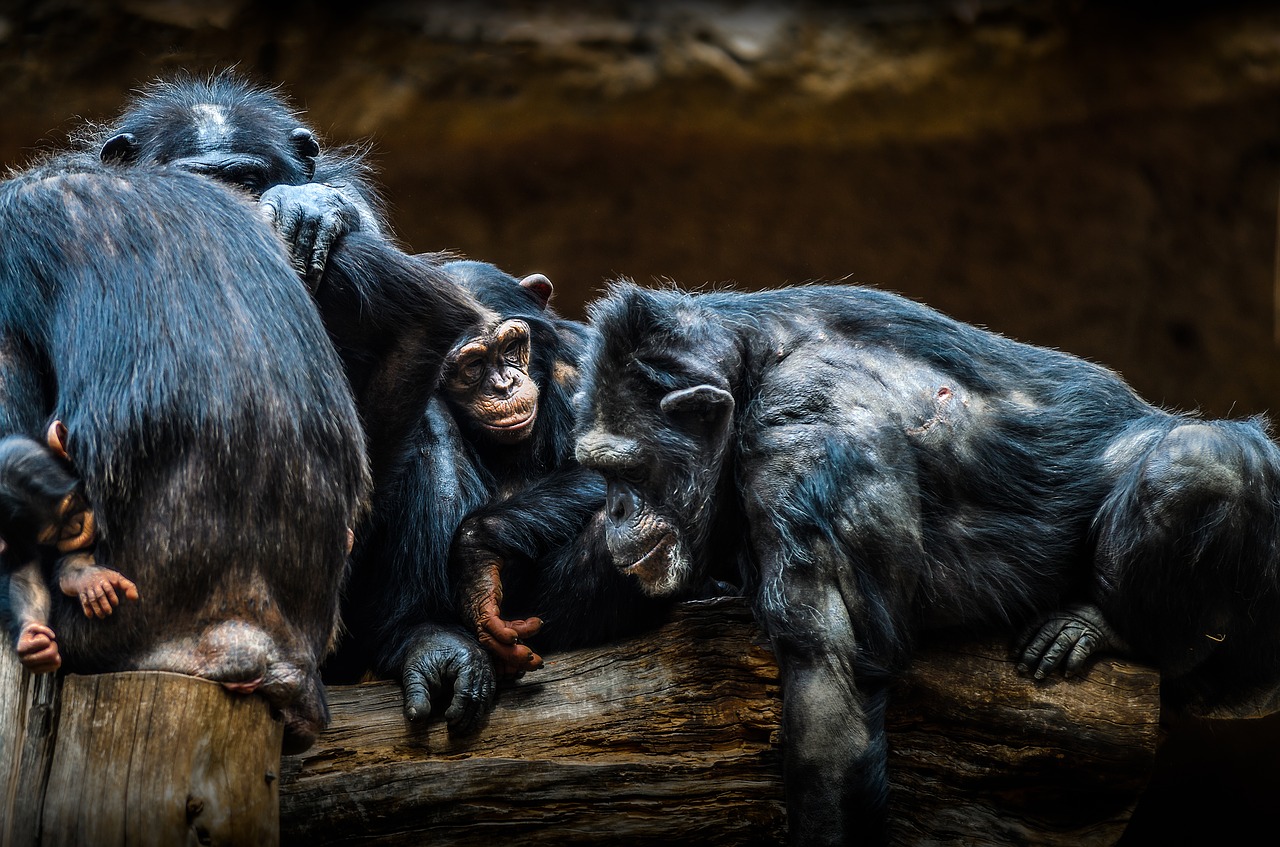 Šimpanzės, Ape, Gyvūnas, Zoologijos Sodas, Primatas, Beždžionės, Gyvūnų Pasaulis, Žinduolis, Affchen, Laukinė Gamta