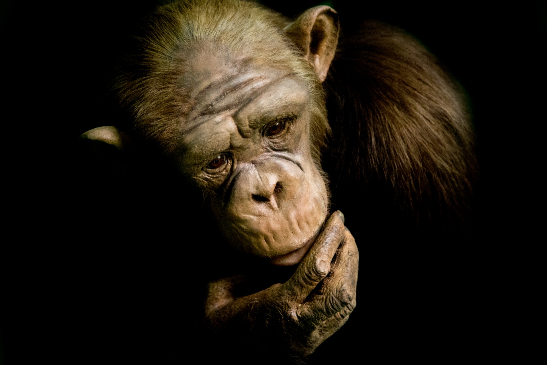 Gyvūnas,  Ape,  Juoda,  Šimpanzė,  Šimpanzė,  Veidas,  Gorila,  Guazera,  Beždžionė,  Gamta