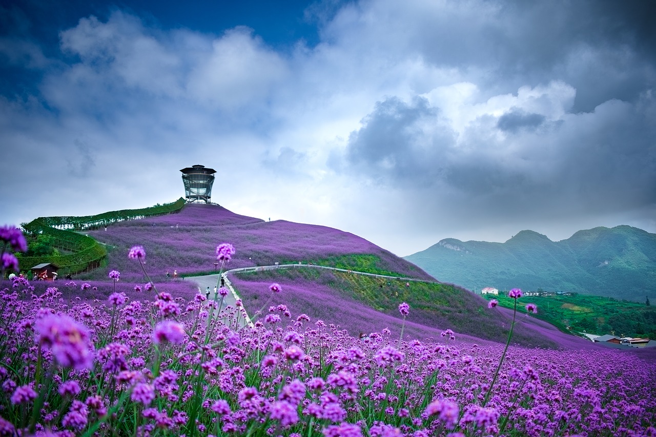 Kinija, Guizhou, Tongzi, Šiaurinė Guizhou Huahai, Verbena, Nemokamos Nuotraukos,  Nemokama Licenzija