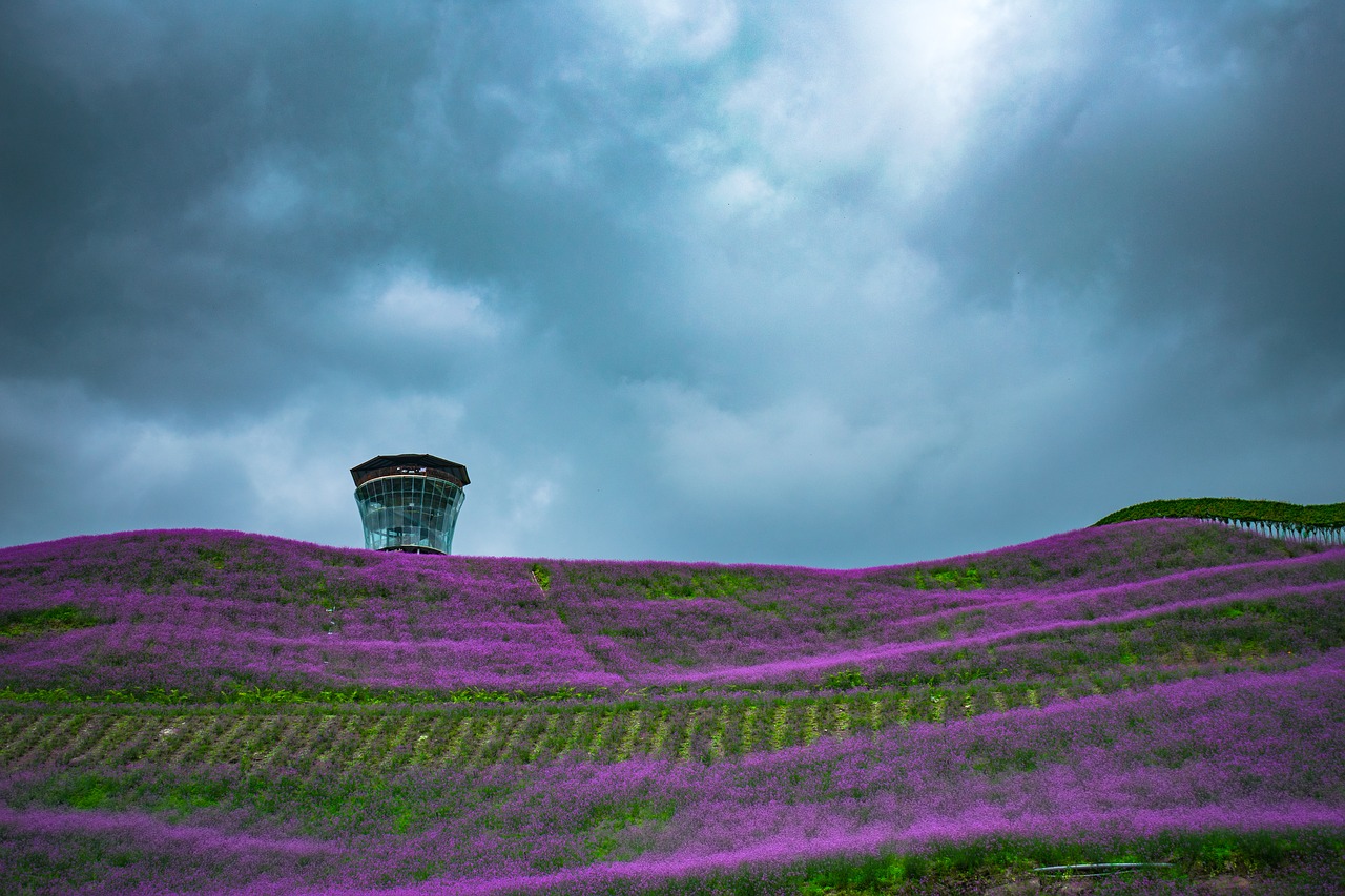 Kinija, Guizhou, Tongzi, Šiaurinė Guizhou Huahai, Verbena, Nemokamos Nuotraukos,  Nemokama Licenzija