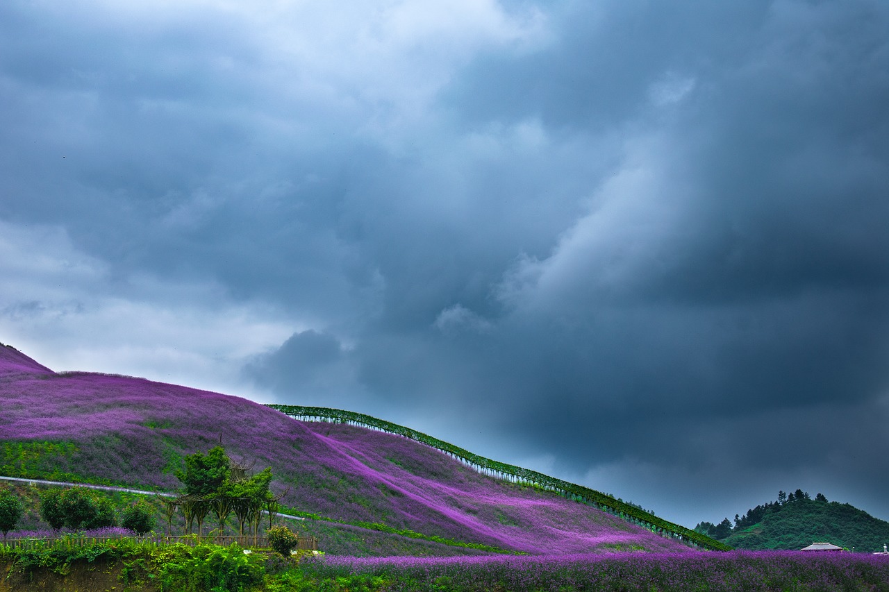 Kinija, Guizhou, Tongzi, Šiaurinė Guizhou Huahai, Verbena, Nemokamos Nuotraukos,  Nemokama Licenzija