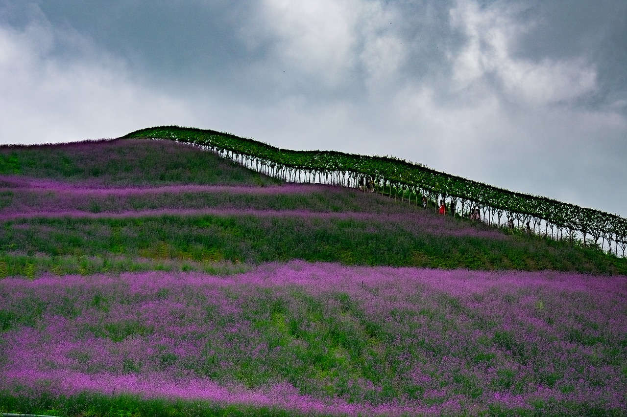 Kinija, Guizhou, Tongzi, Šiaurinė Guizhou Huahai, Verbena, Mirtelių Promenadas, Nemokamos Nuotraukos,  Nemokama Licenzija