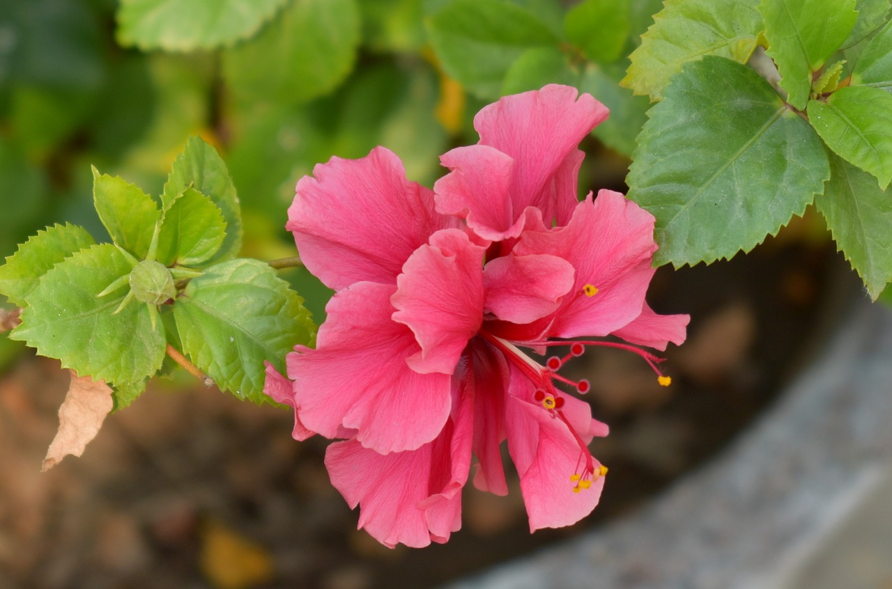 Porcelianas, Hibiscus, Gėlė, Veislės Augalas, Nemokamos Nuotraukos,  Nemokama Licenzija