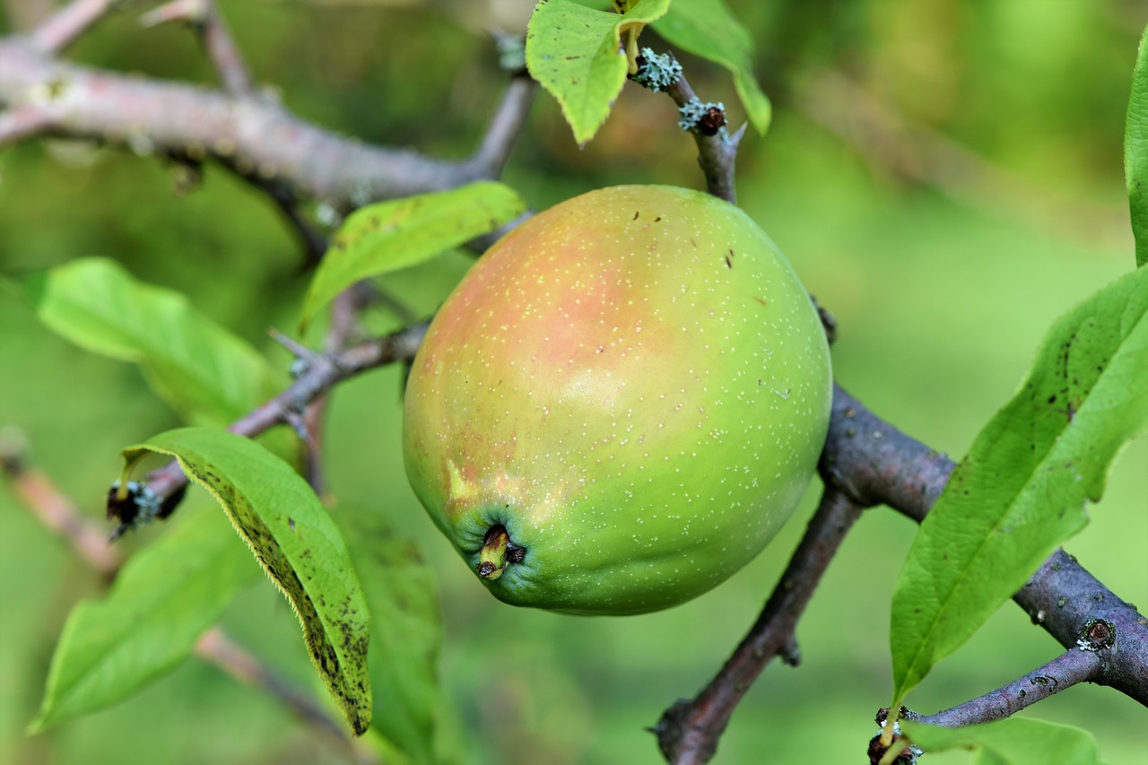 Kinų Žydėjimo Svarainio,  Svarainių,  Chaenomeles,  Krūmas,  Dekoratyvinių Krūmų,  Vaisiai, Nemokamos Nuotraukos,  Nemokama Licenzija