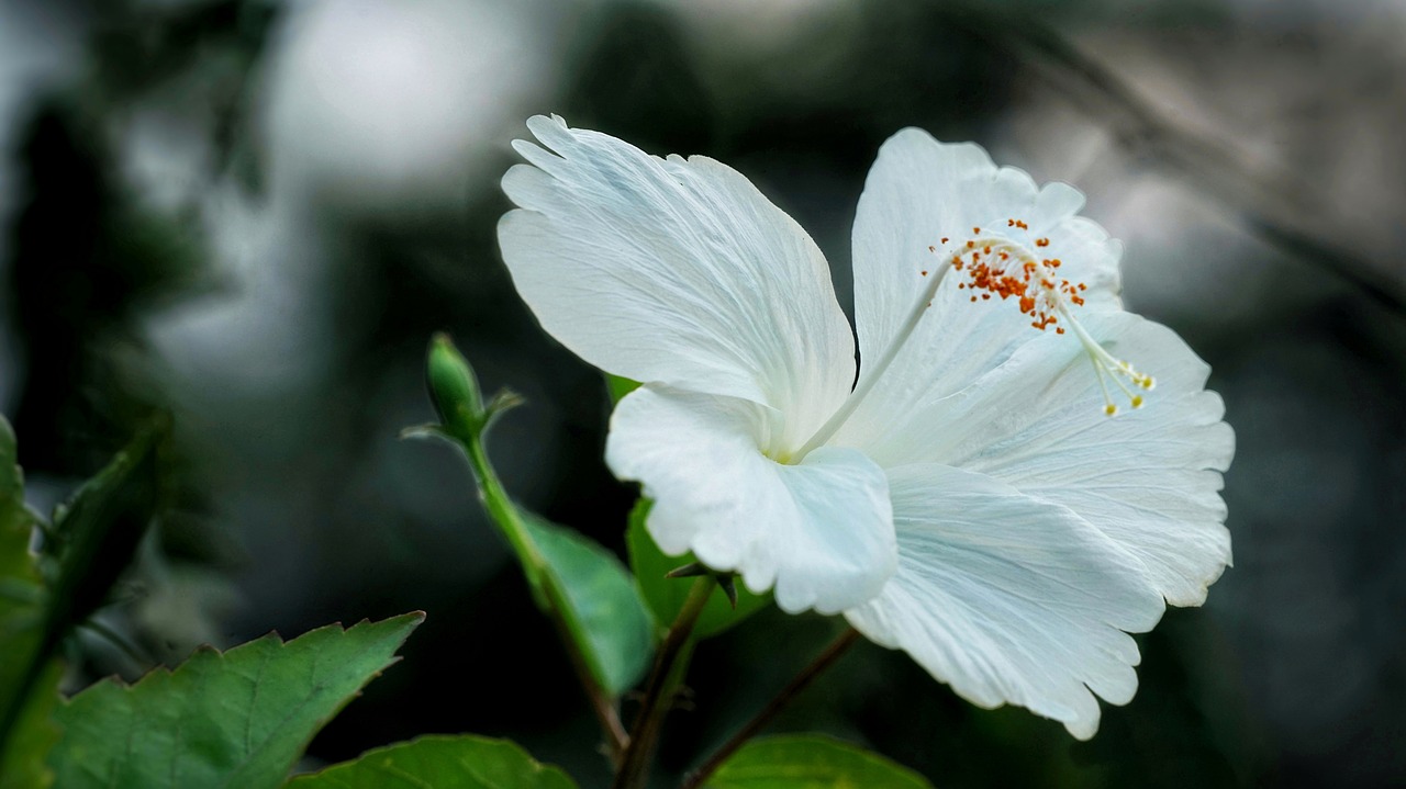 Kinų Hibiscus,  Balta Hibiscus,  Gėlė,  Pobūdį,  Floros,  Lapų,  Gražus,  Šviesus,  Gėlių,  Žydi