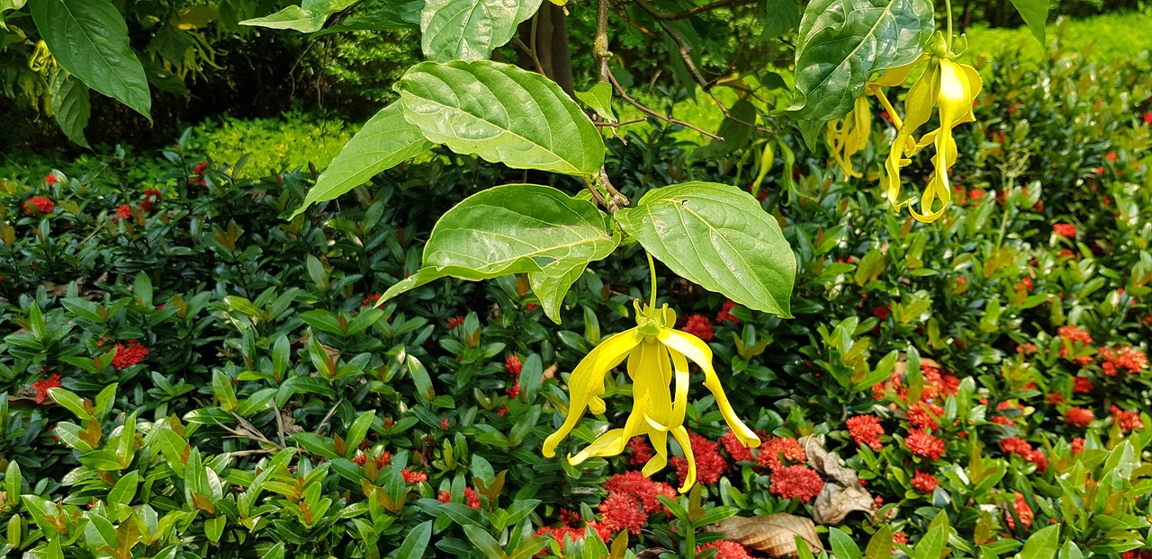 Kinų Sausmedis,  Rangoon Vijoklis,  Raudona-Lapų Photinia,  Raudona,  Kabantis,  Mažas,  Gėlė,  Krūva,  Sodas, Nemokamos Nuotraukos