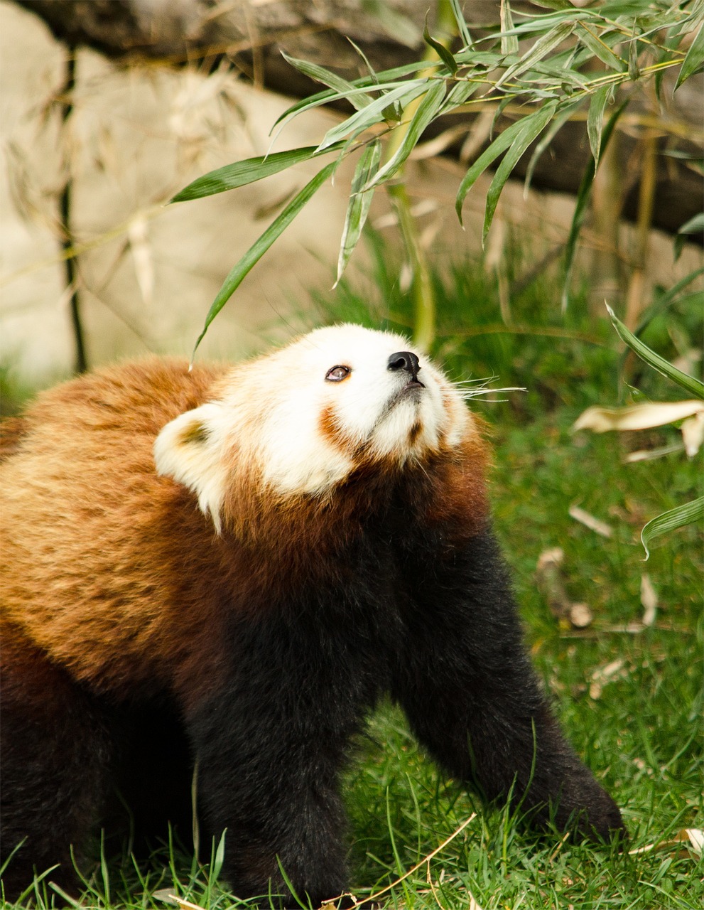 Kinų Panda, Zoologijos Sodas, Tiergarten, Nemokamos Nuotraukos,  Nemokama Licenzija